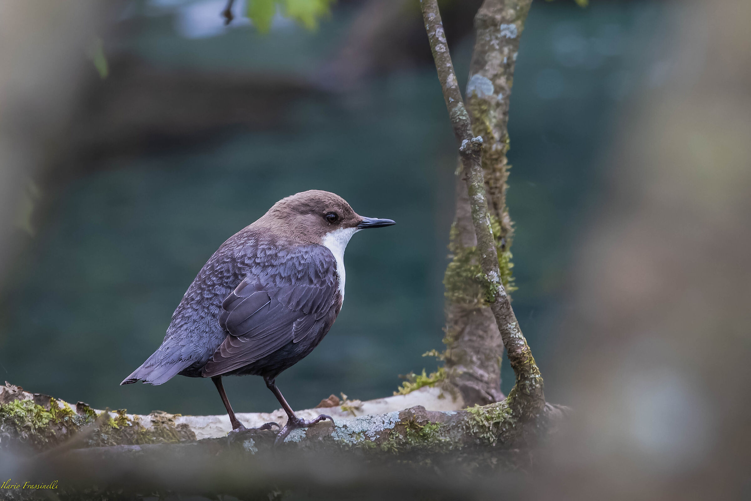White-throated dipper