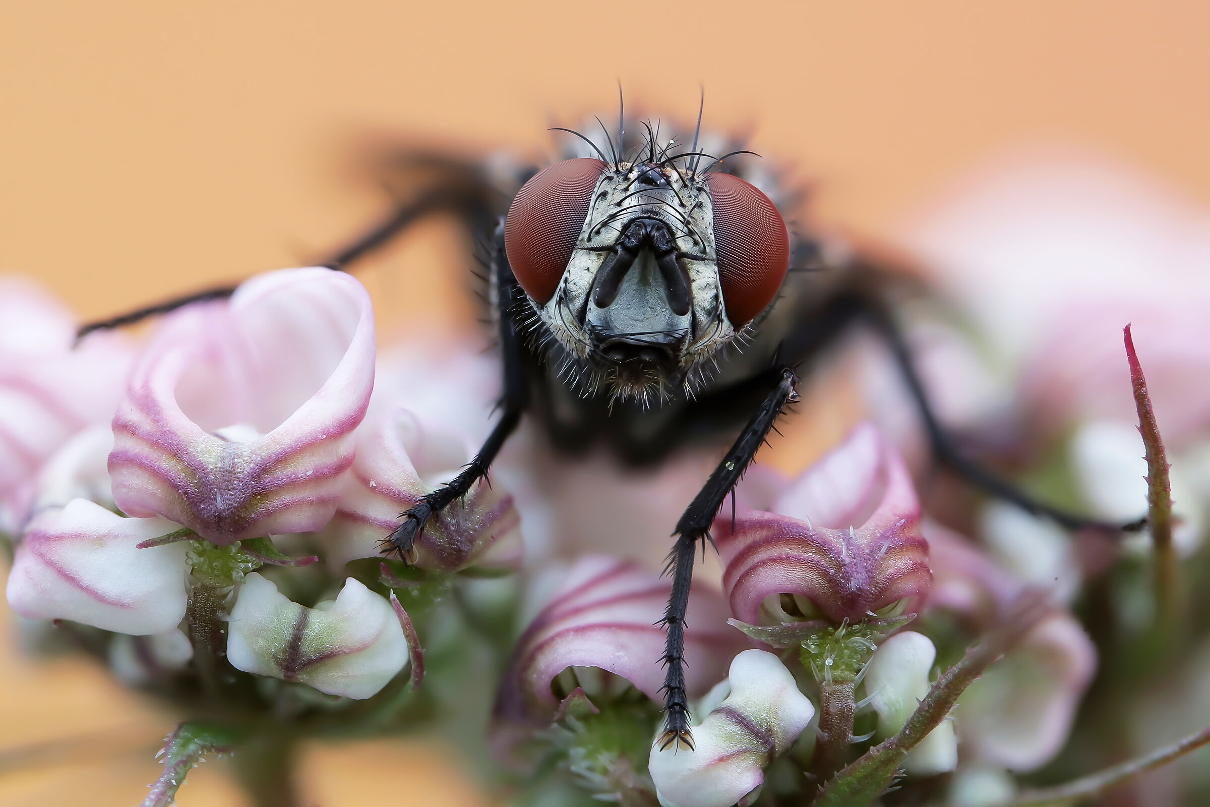 A butterfly among roses