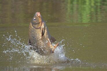 Cyprinus carpio