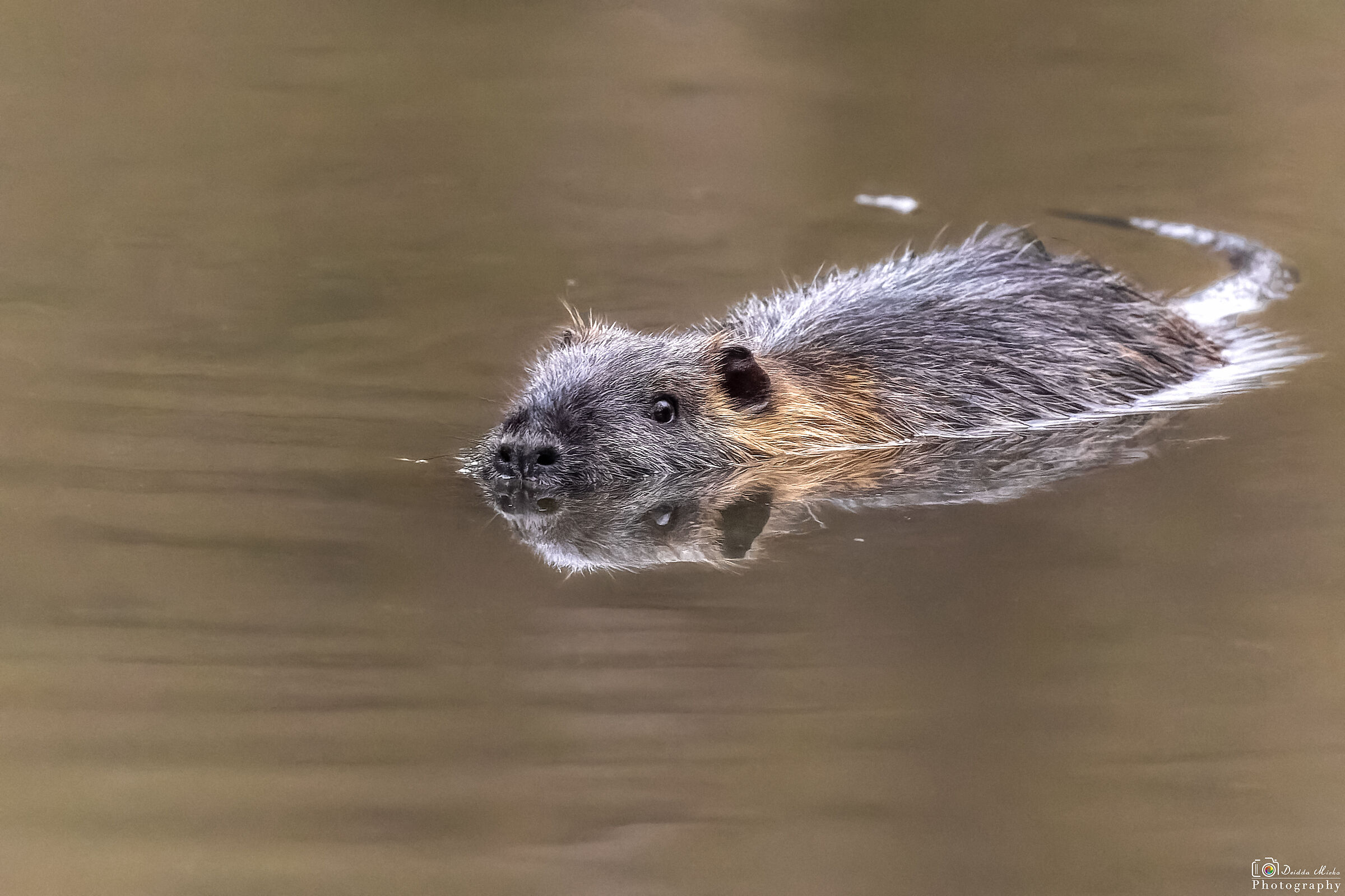 Nutria in diagonale