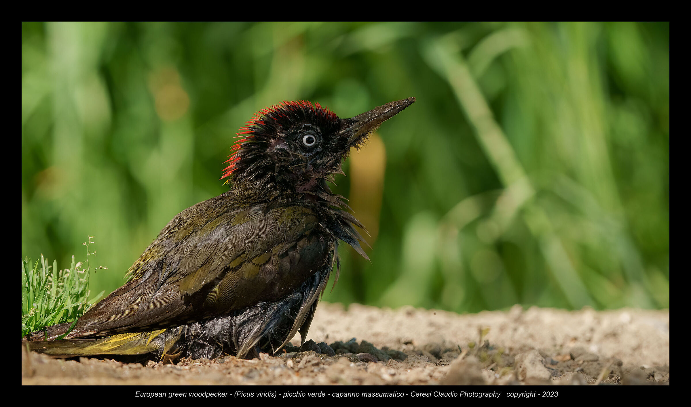 European green woodpecker (Picus viridis)