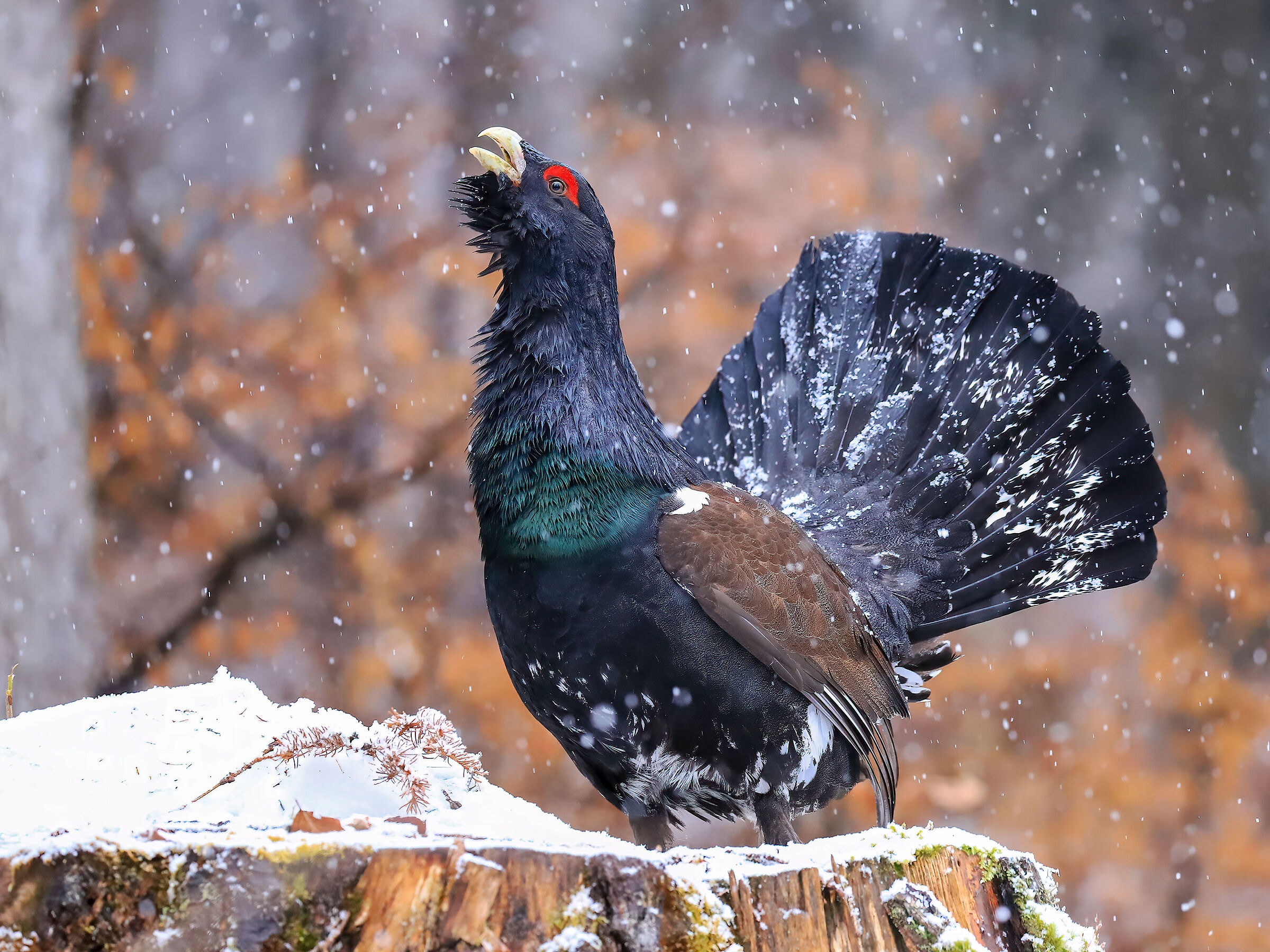 The Prince of the Forest