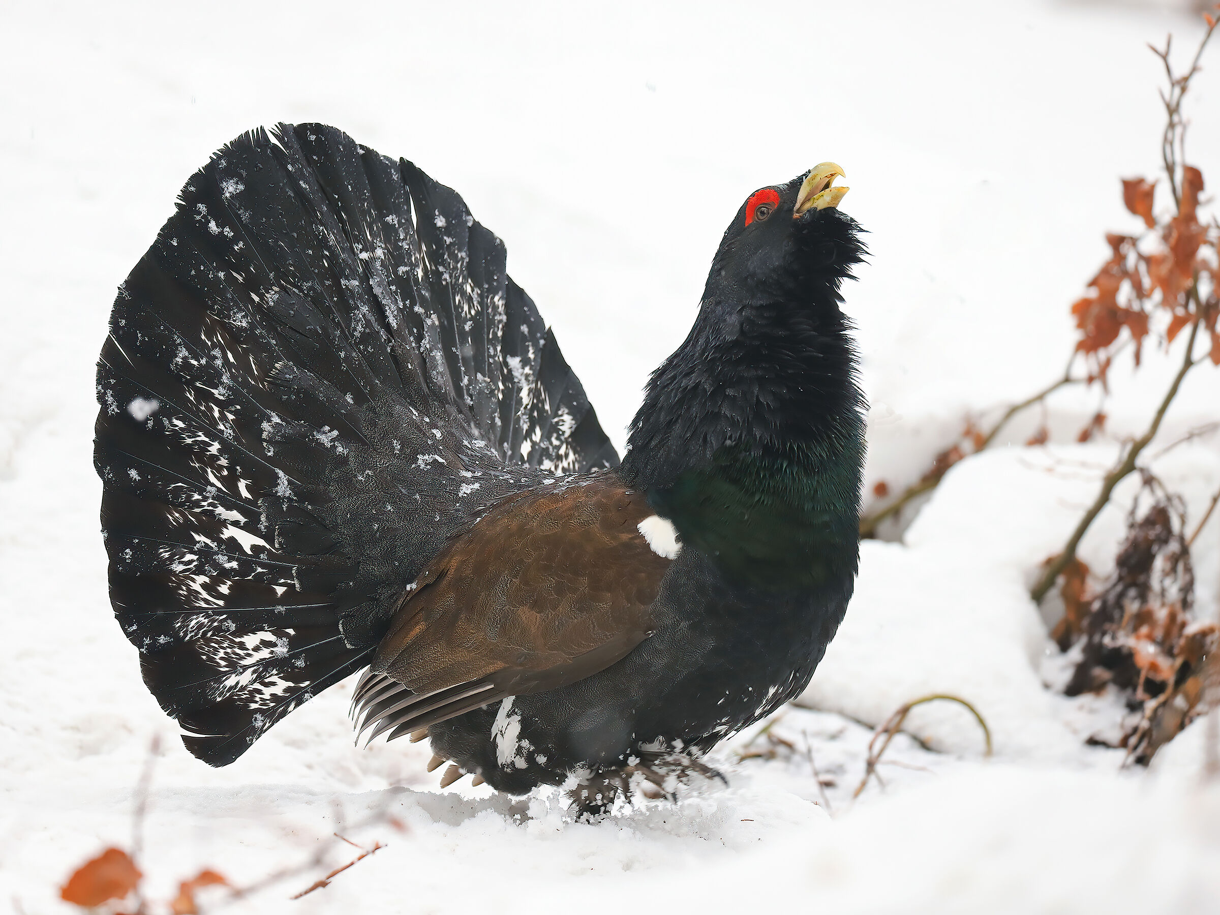 The Prince of the Forest