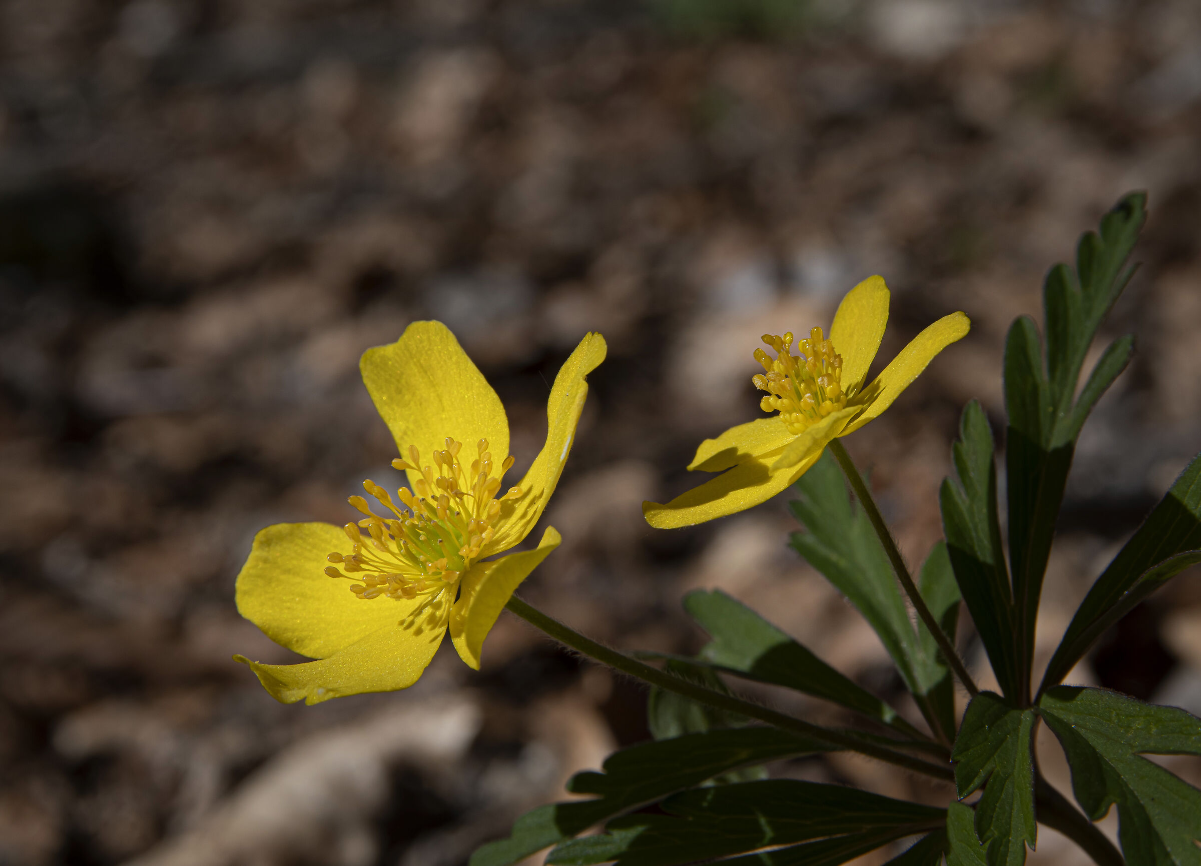 Due piccole bellezze di natura...