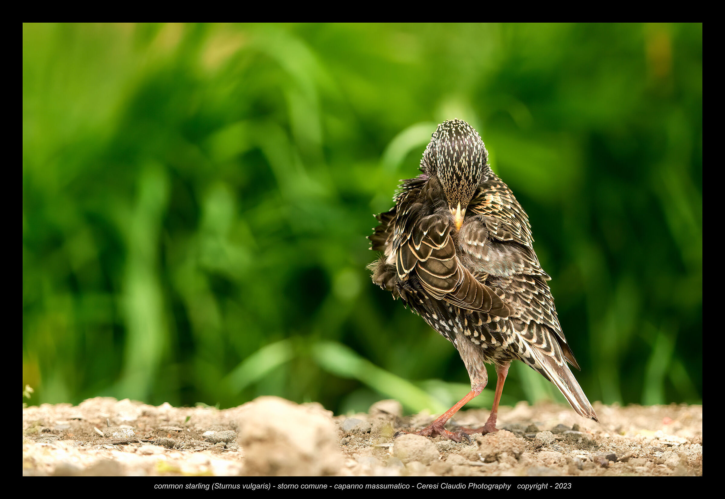 common starling (Sturnus vulgaris)