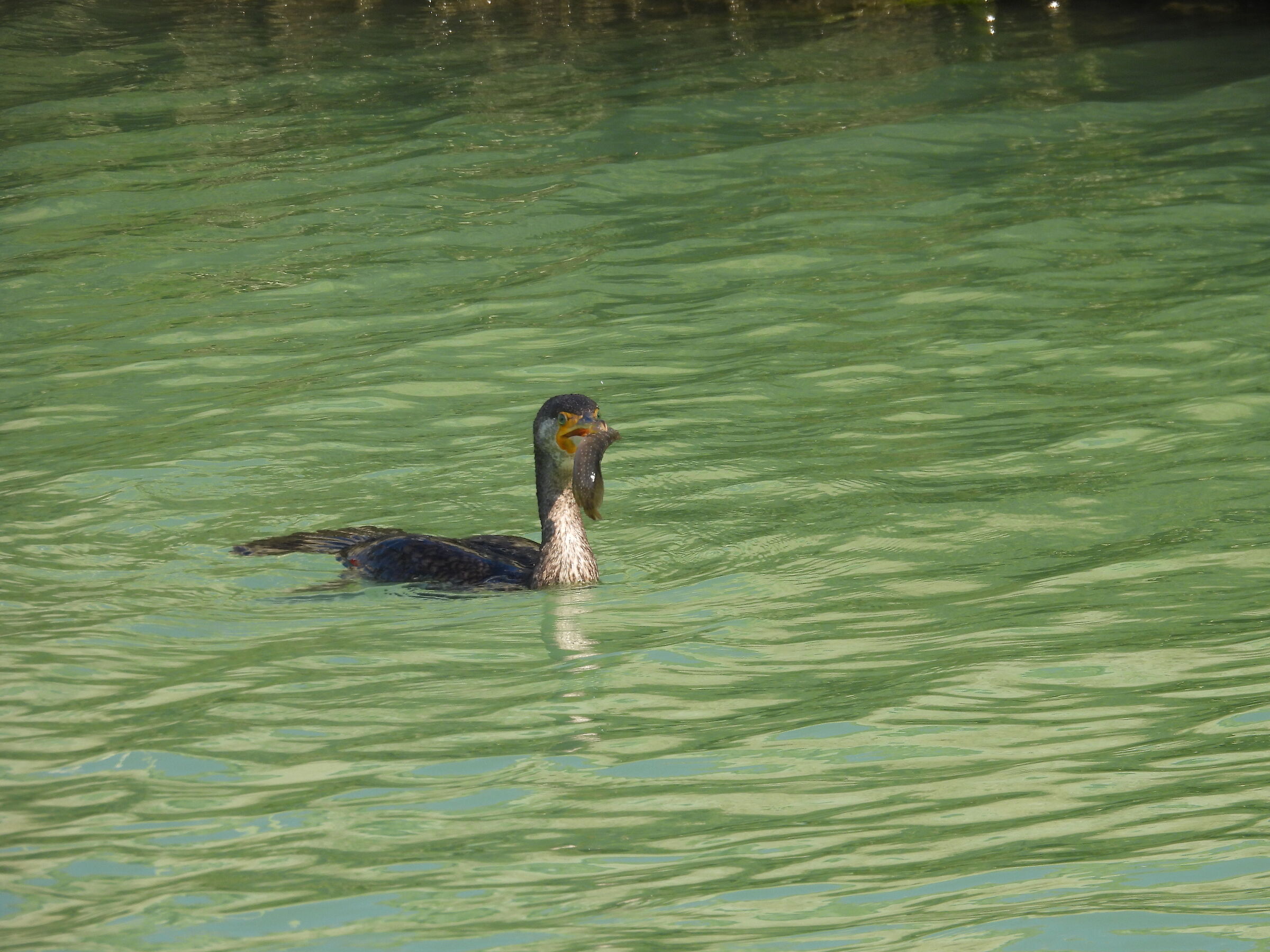 il pranzo del cormorano