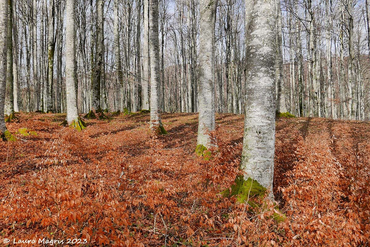 In silenzioso ascolto