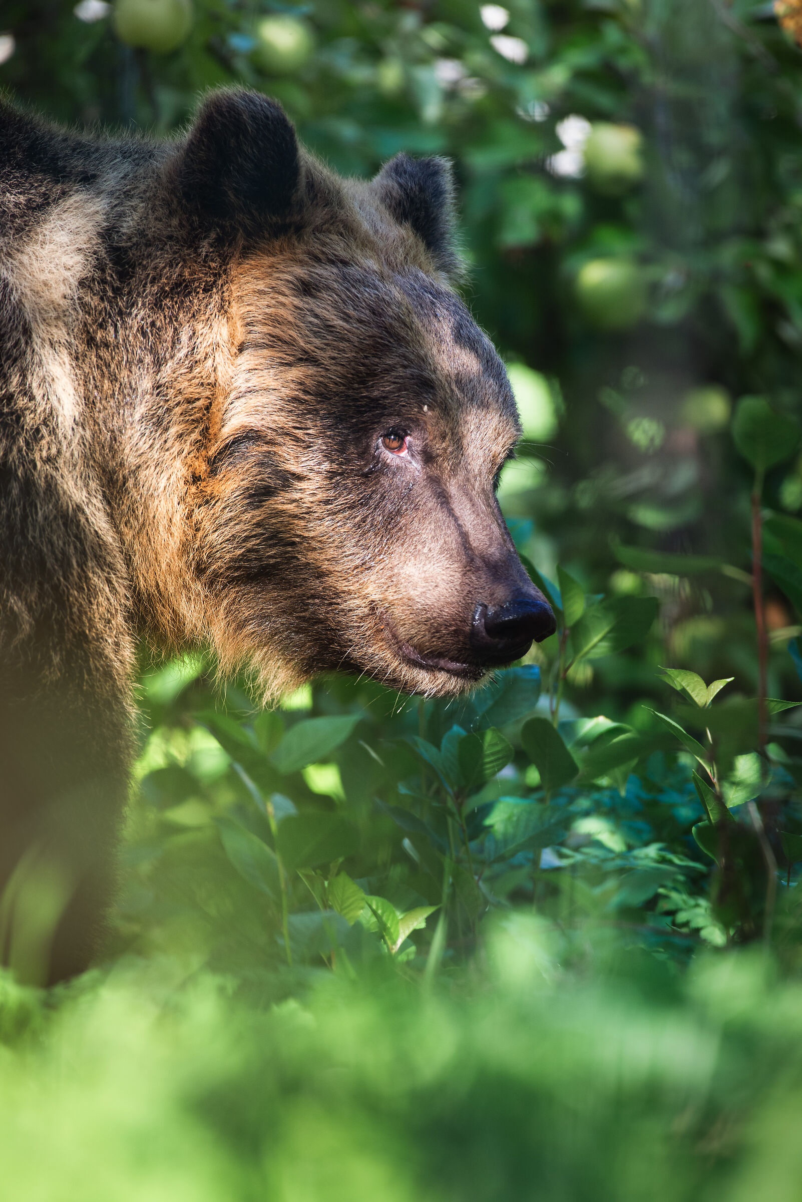 Mother Bear hunting apples