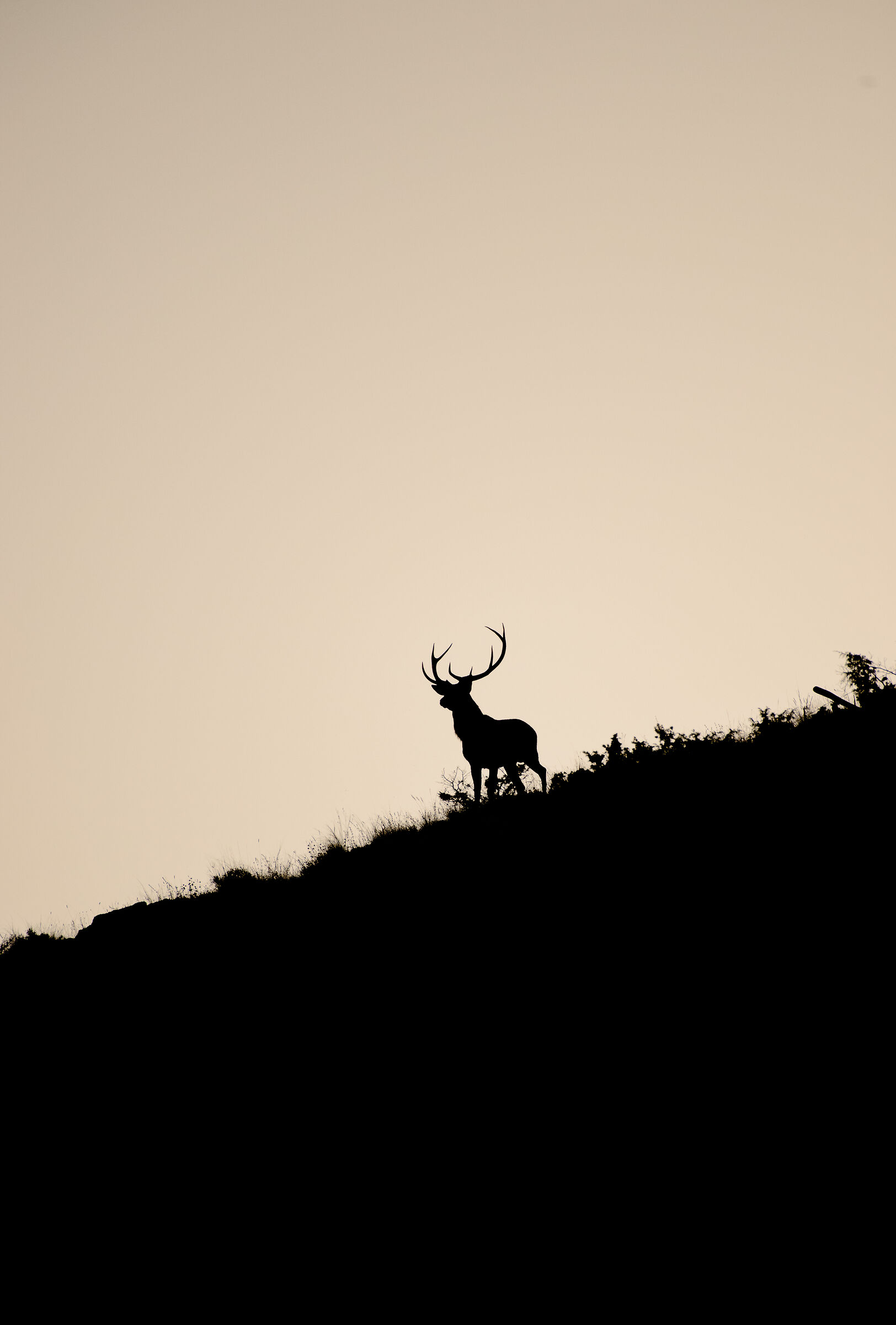 Bramit in silhouettes