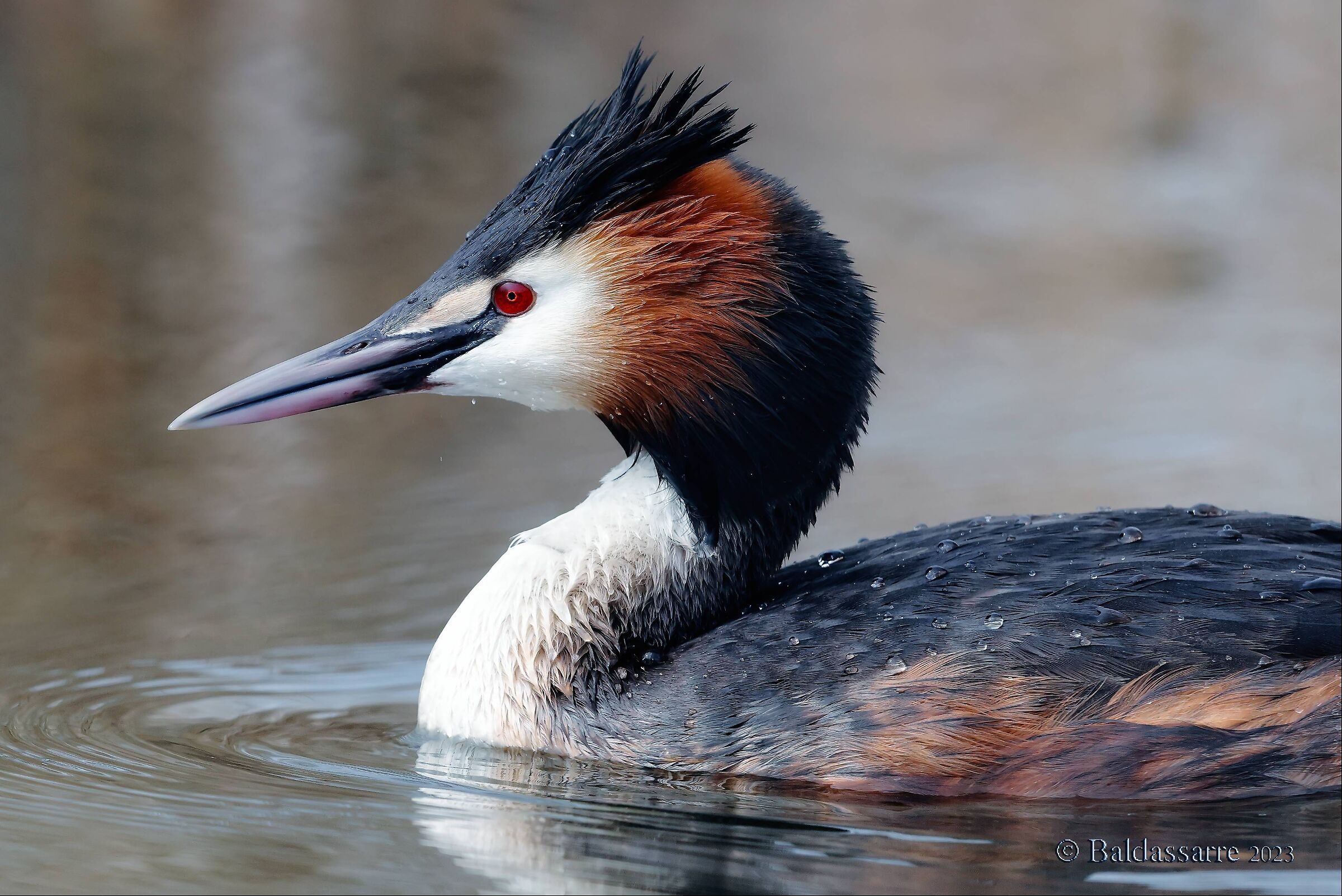 Great Crested Grebe (portrait)