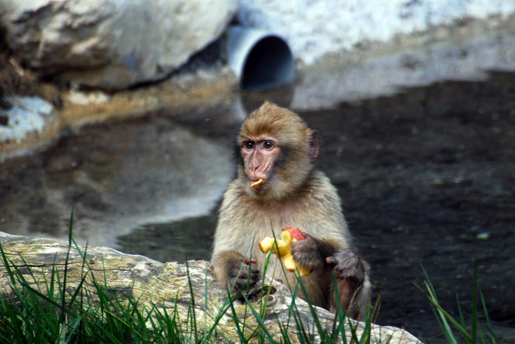 baboon