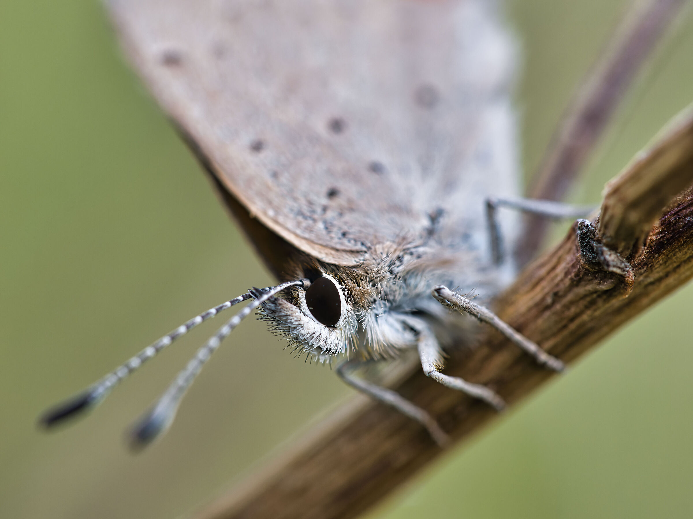 Butterfly First floor