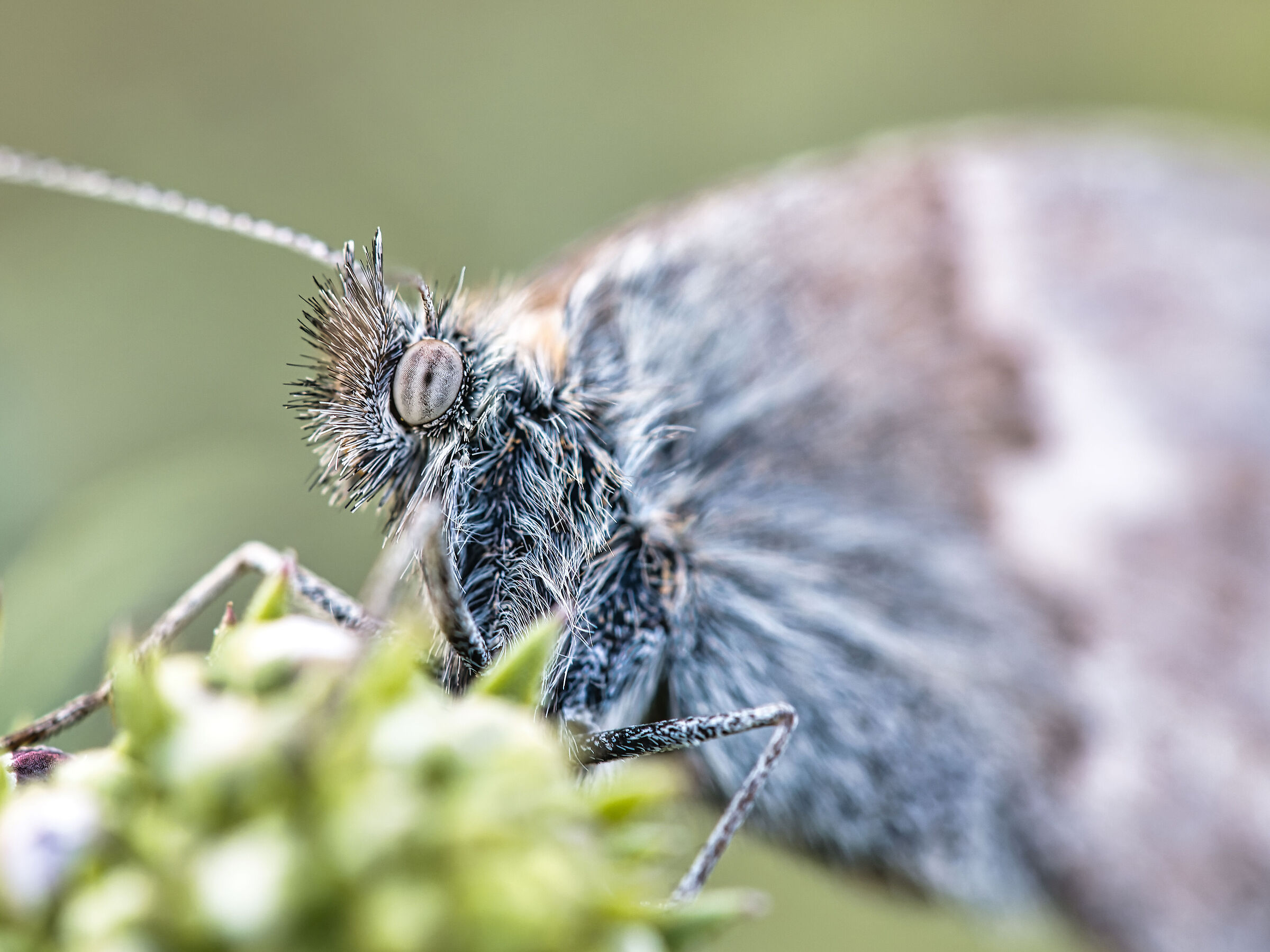 Butterfly close-up