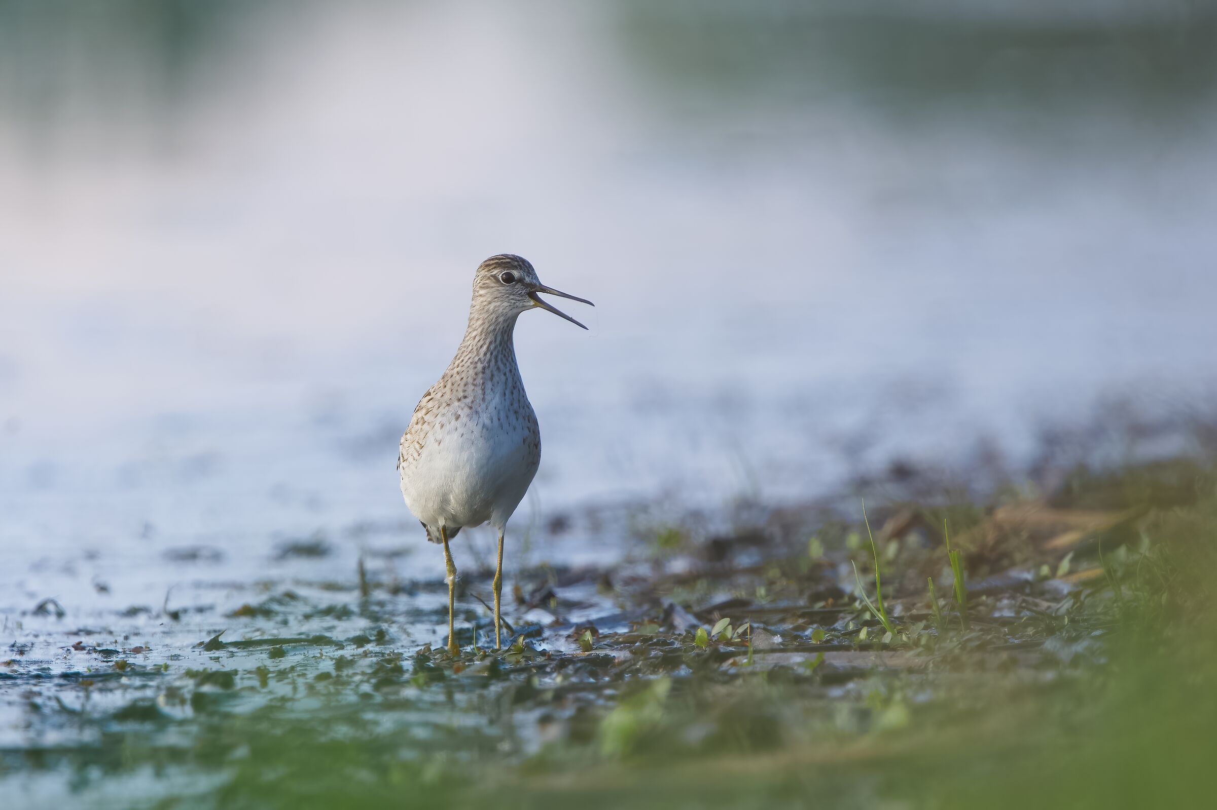 Piro piro boschereccio