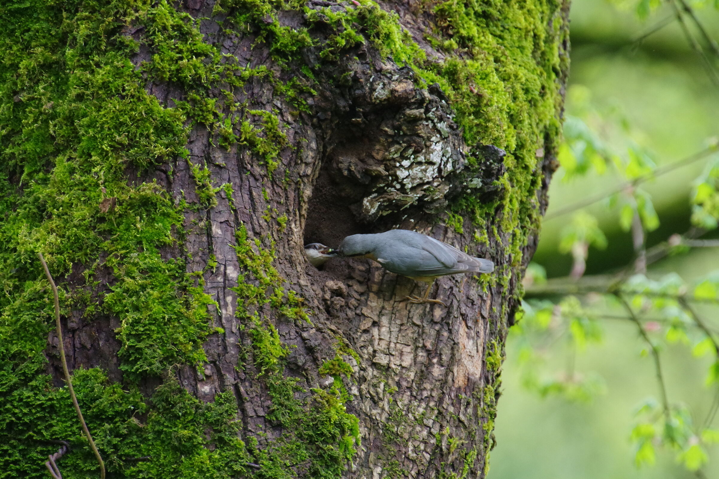 papà picchio muratore