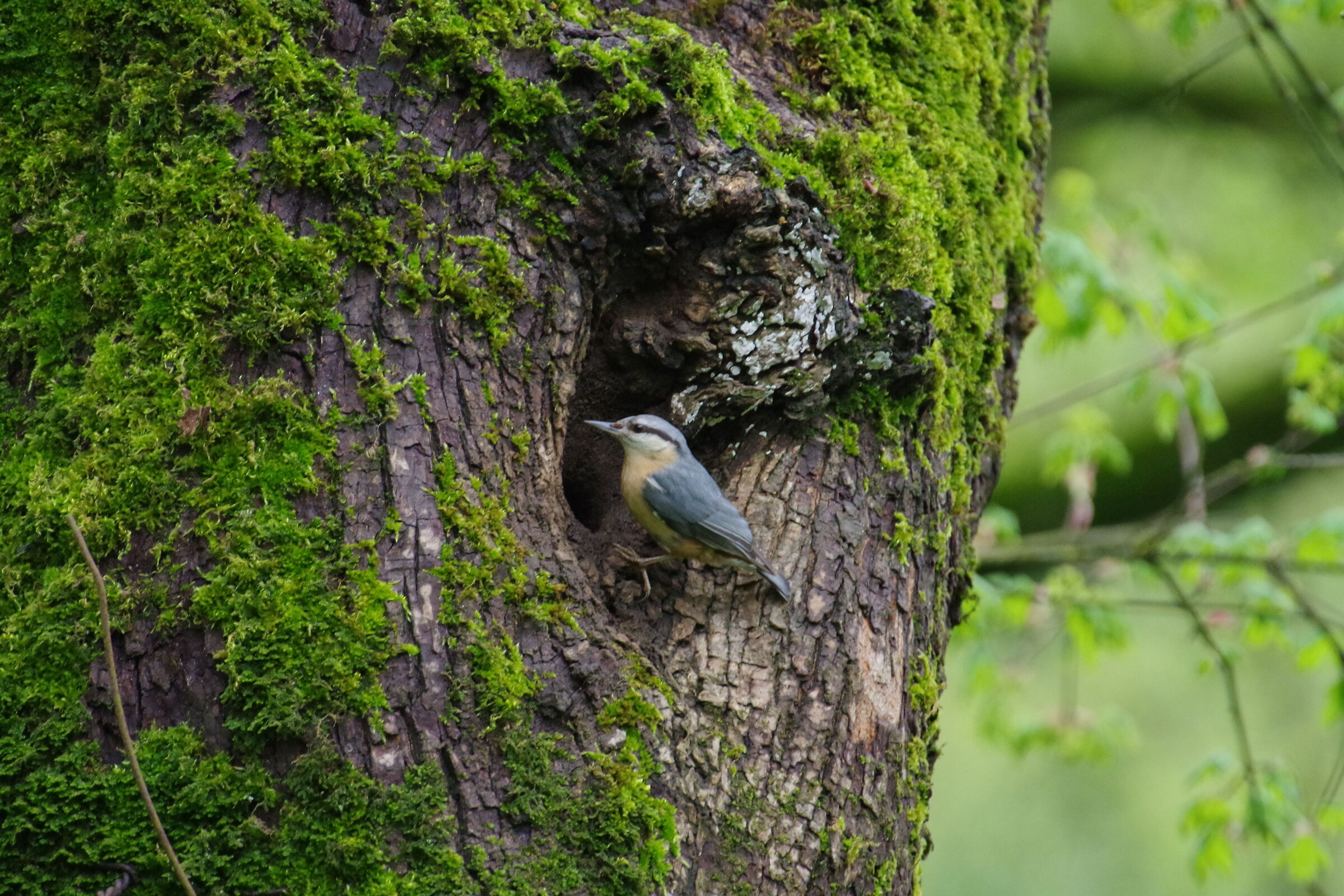 il mio passero muratore