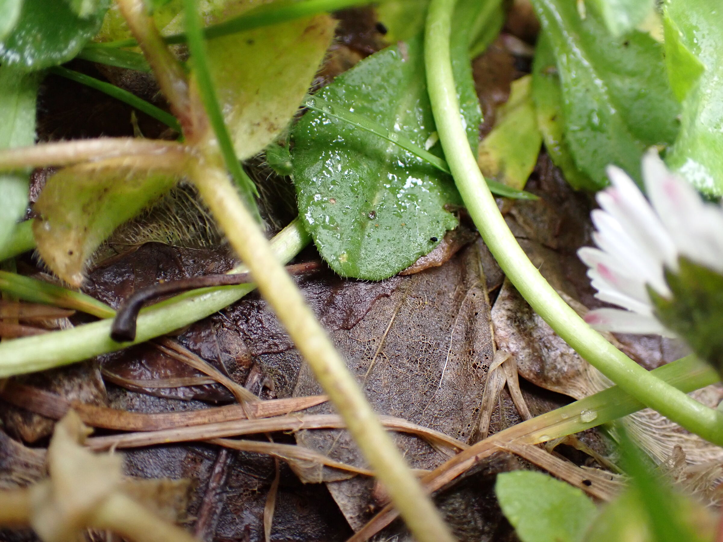 il prato vicino al bosco