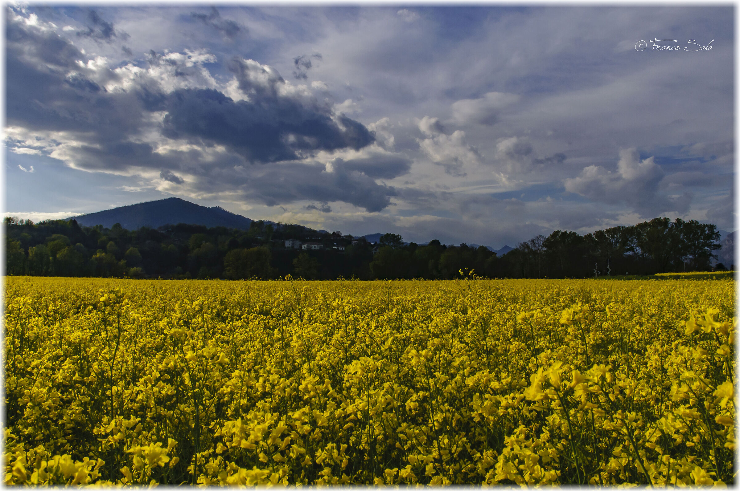 The colors of spring