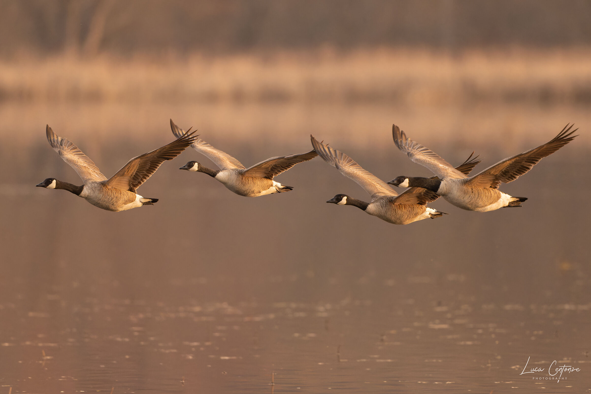Canada Geese (Branta canadensis)