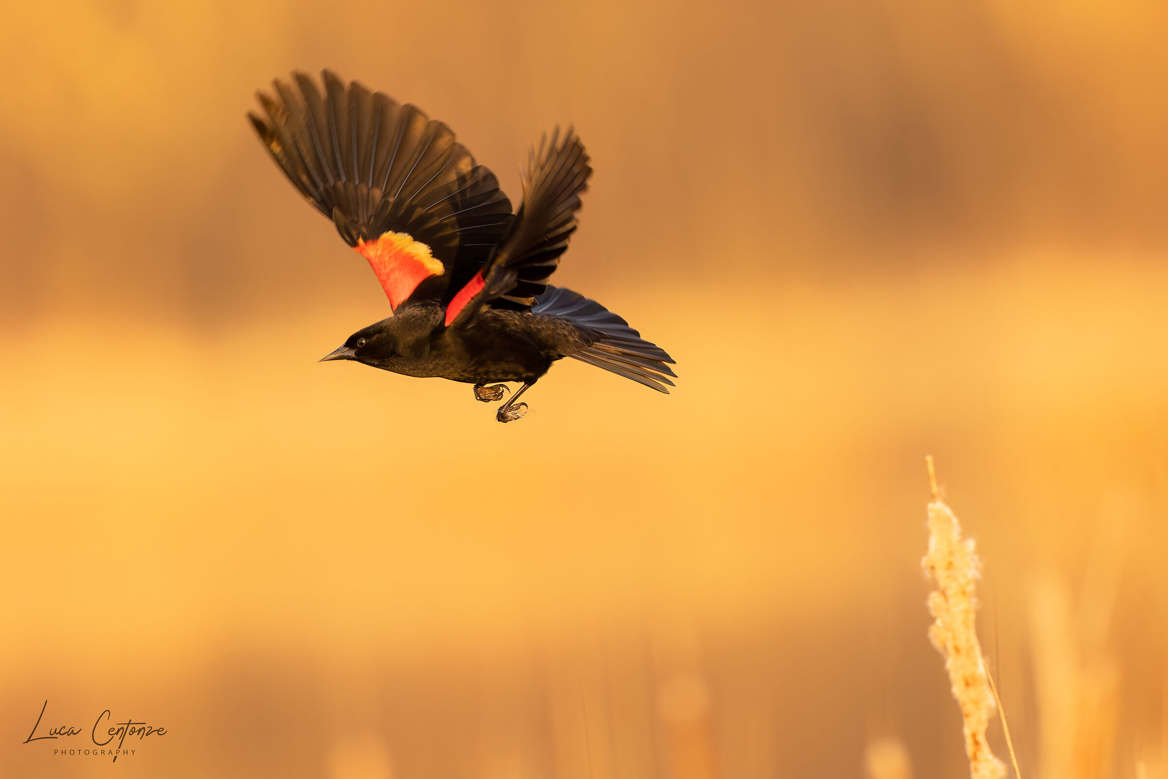 Red Widget Blackbird (Agelaius phoeniceus)