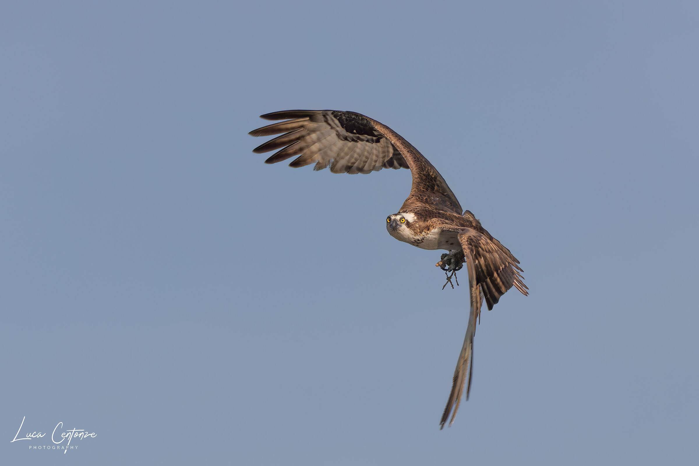 Osprey (Falco Pescatore) Pandion haliaetus