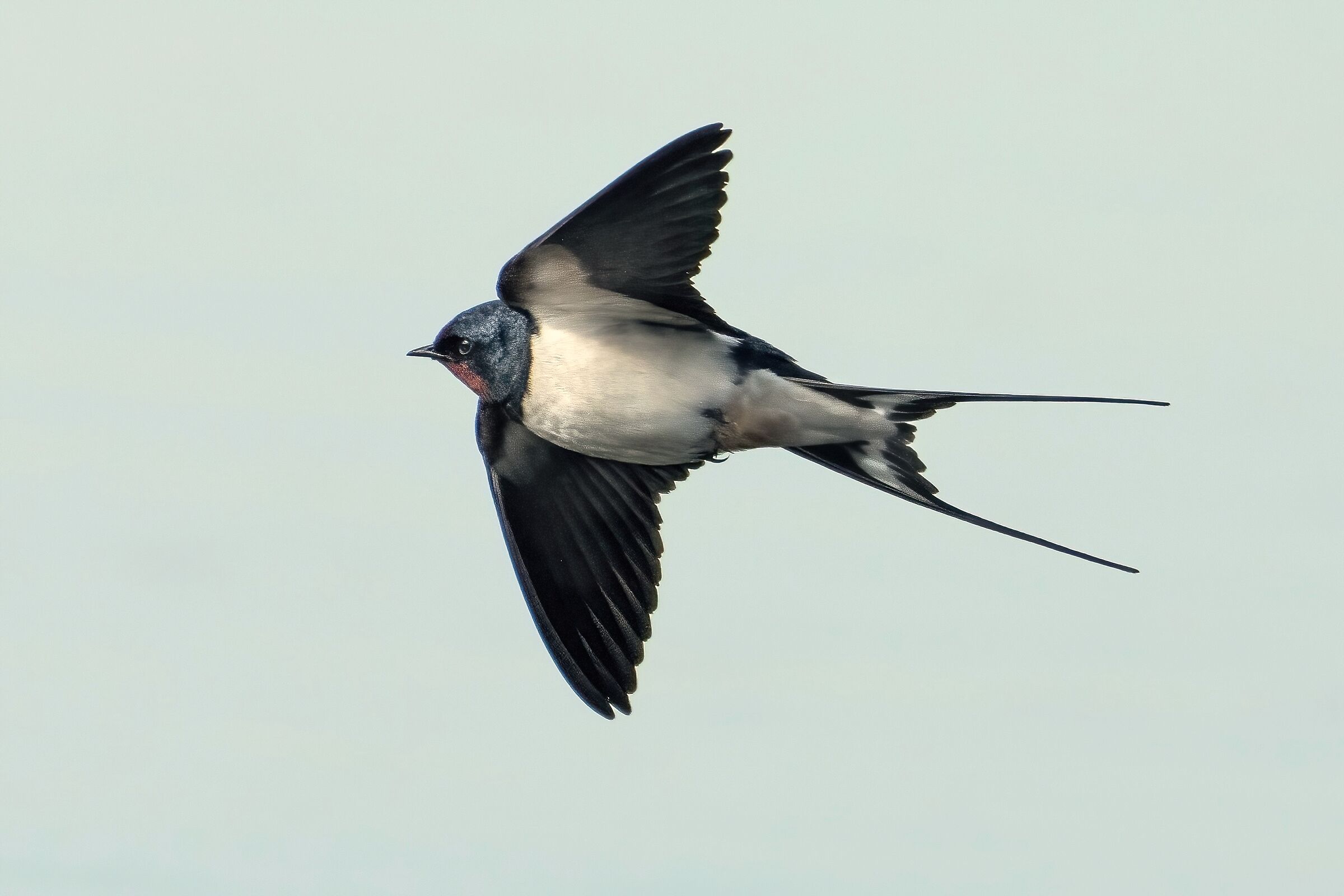 Rondine comune (Hirundo rustica)
