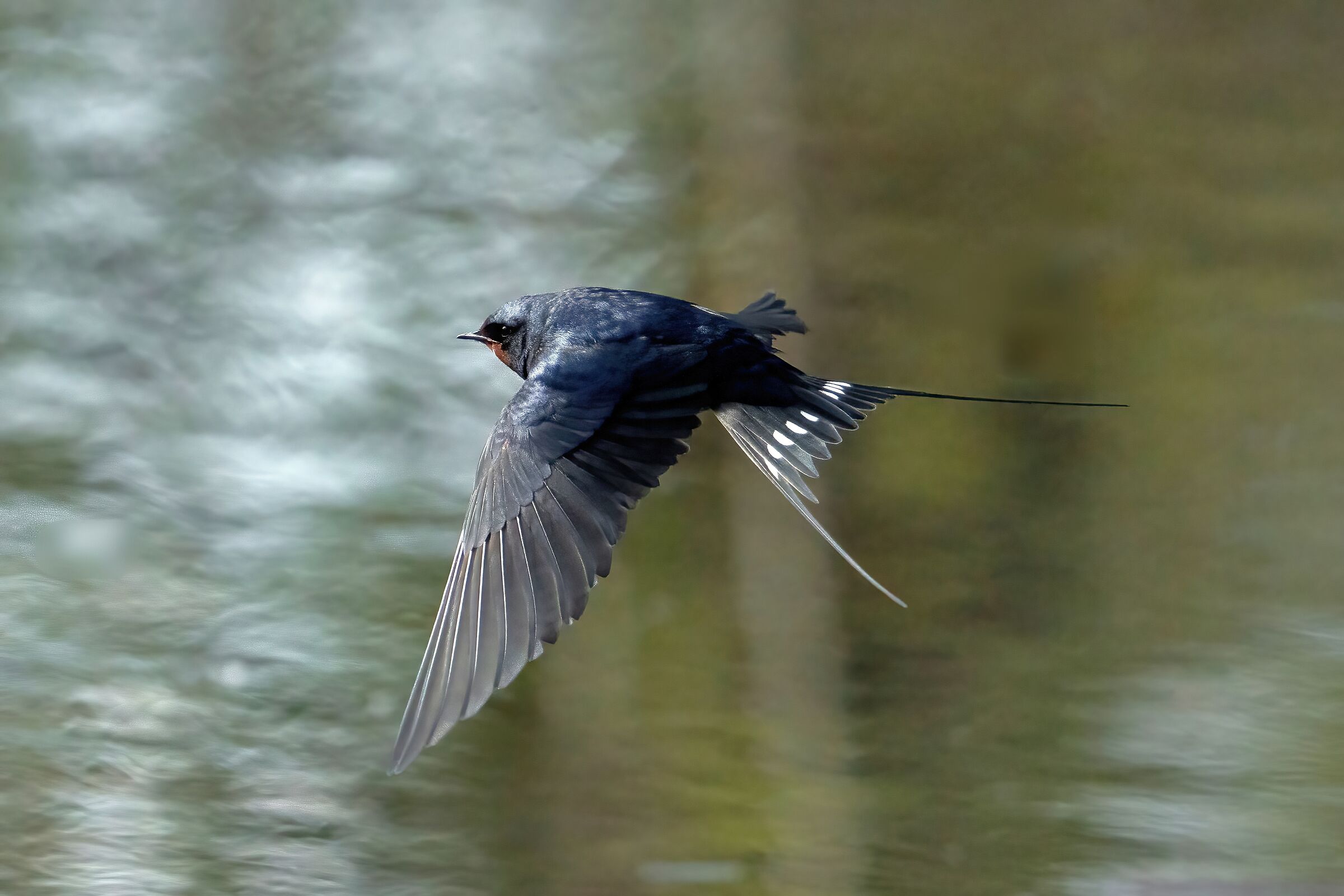 Rondine comune (Hirundo rustica)