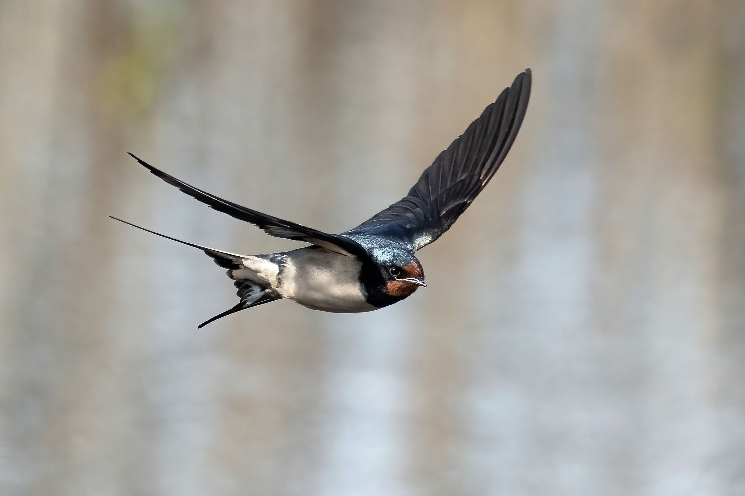 Common swallow (Hirundo rustica)