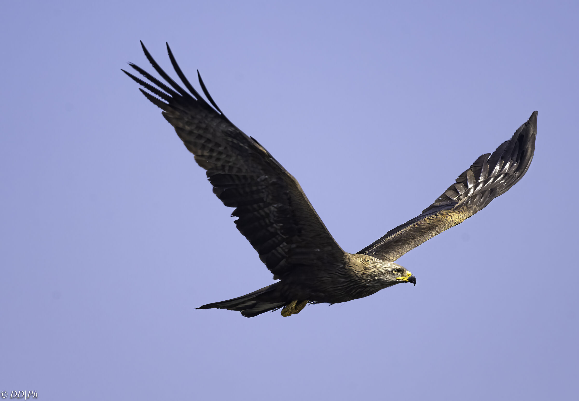 Black kite
