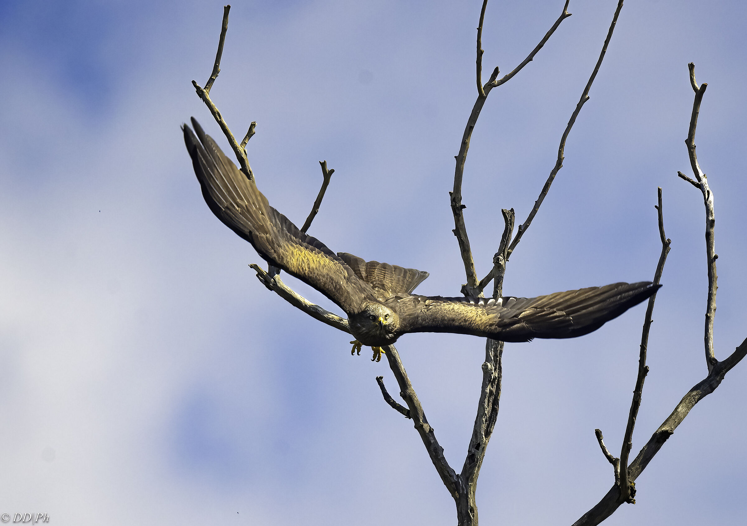 Black kite