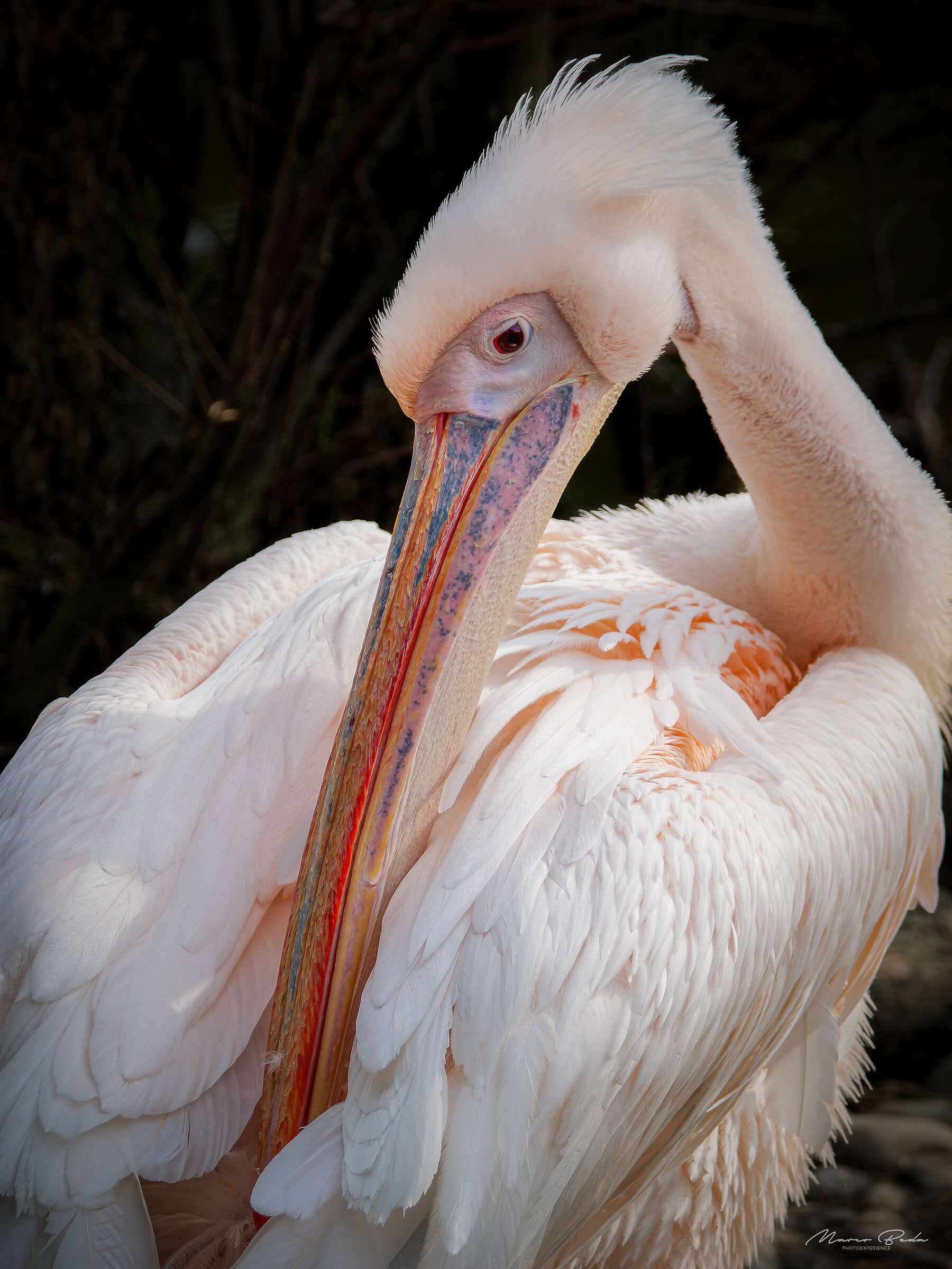 Pelican