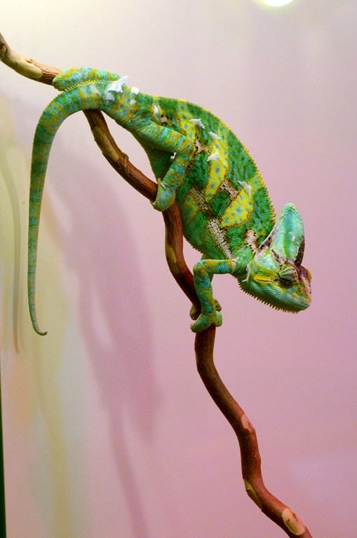 chameleon