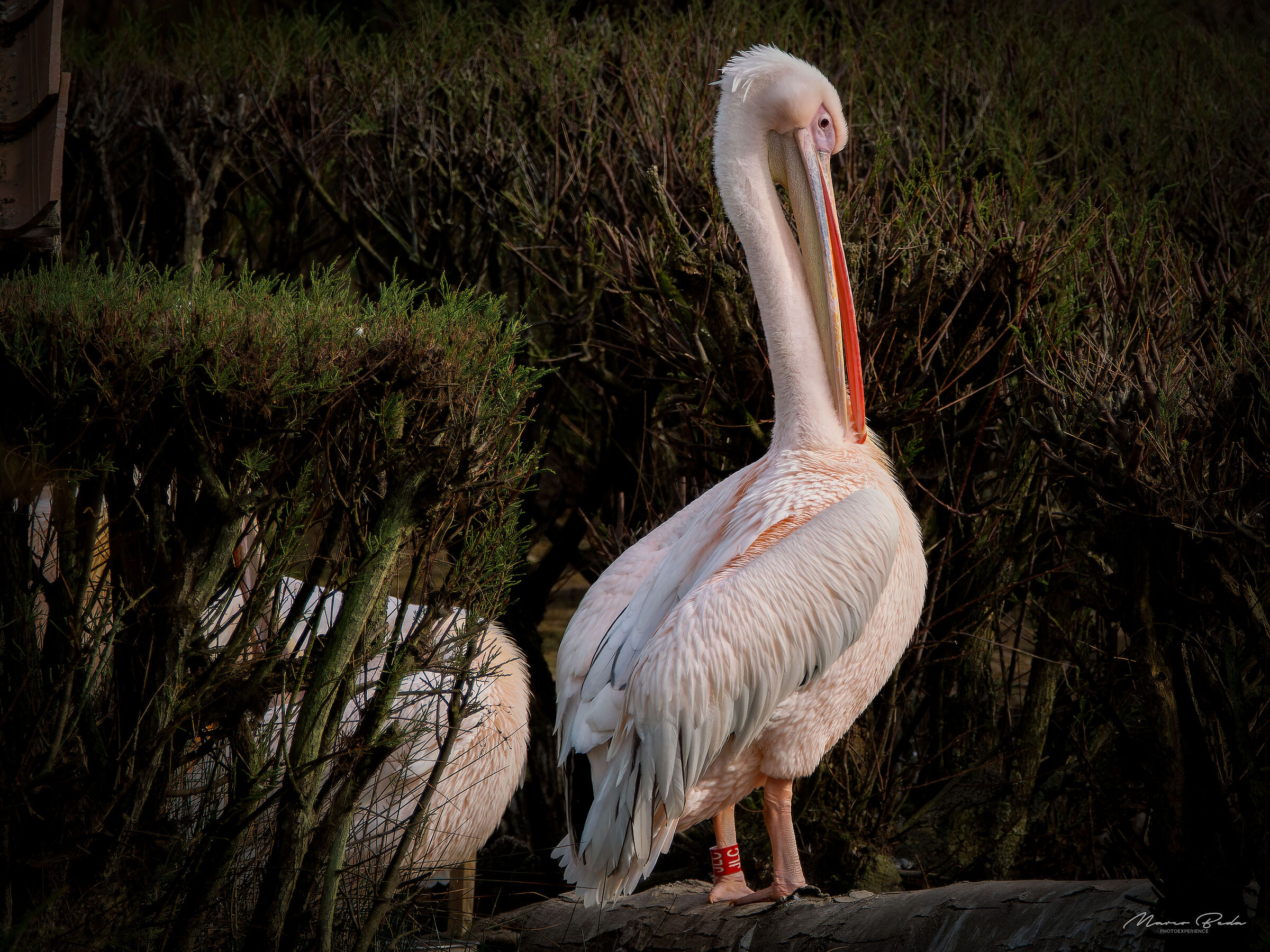 Pelican