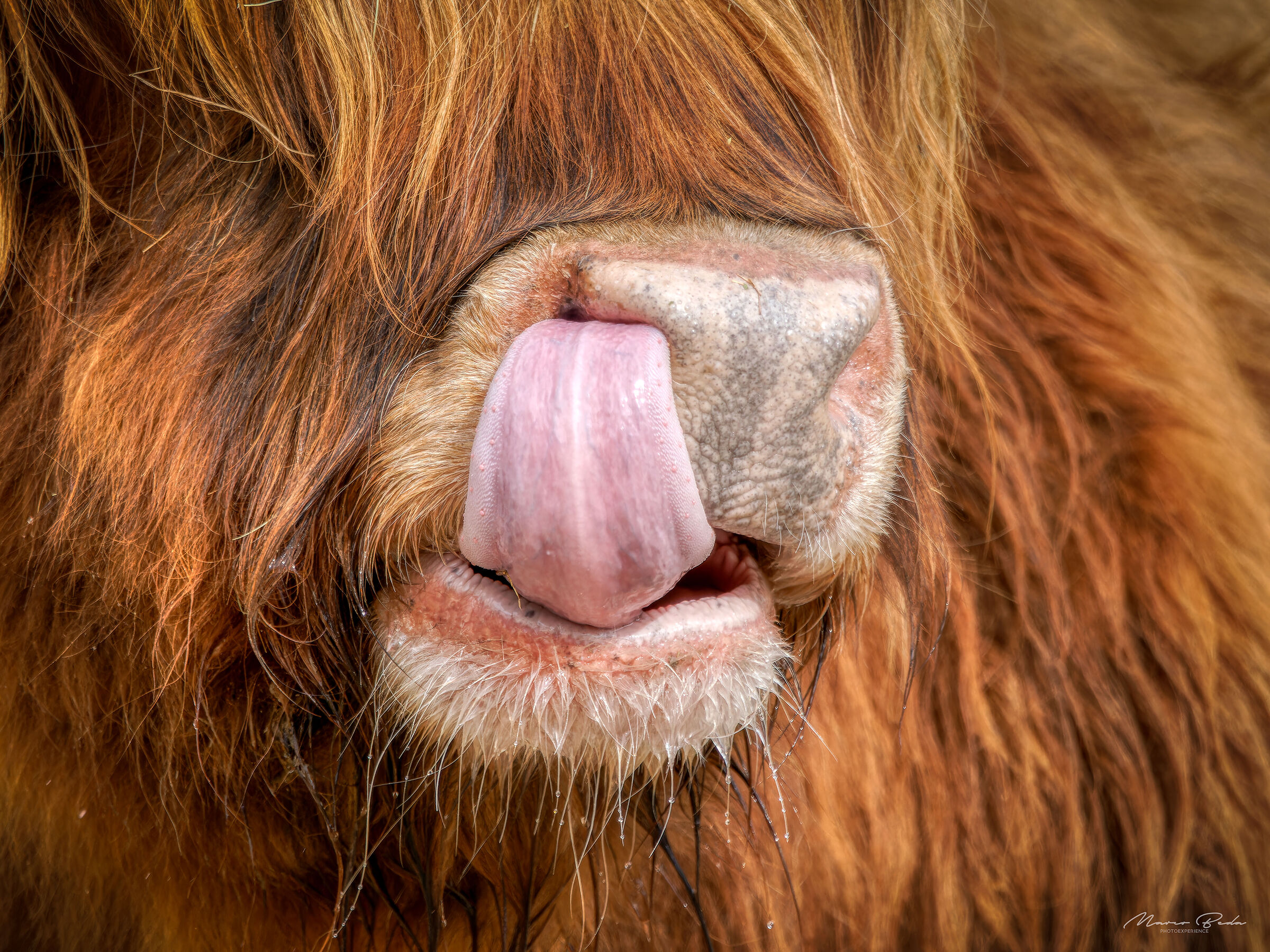Mucca scozzese