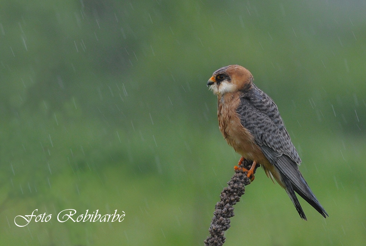 Falco cuculo....femmina.....