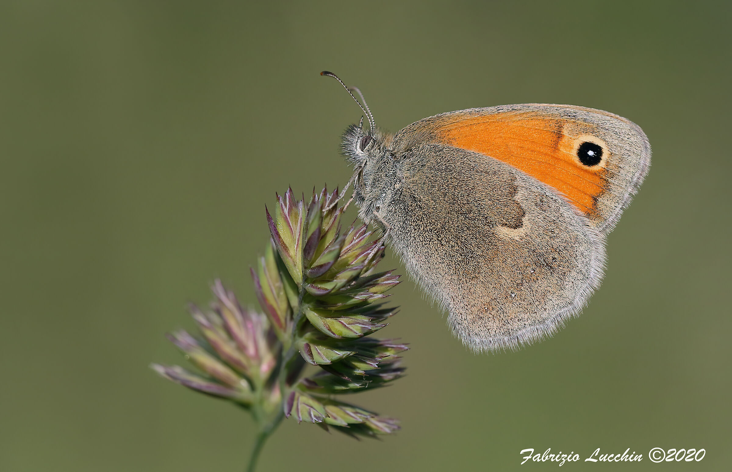 Coenonympha pamphilus