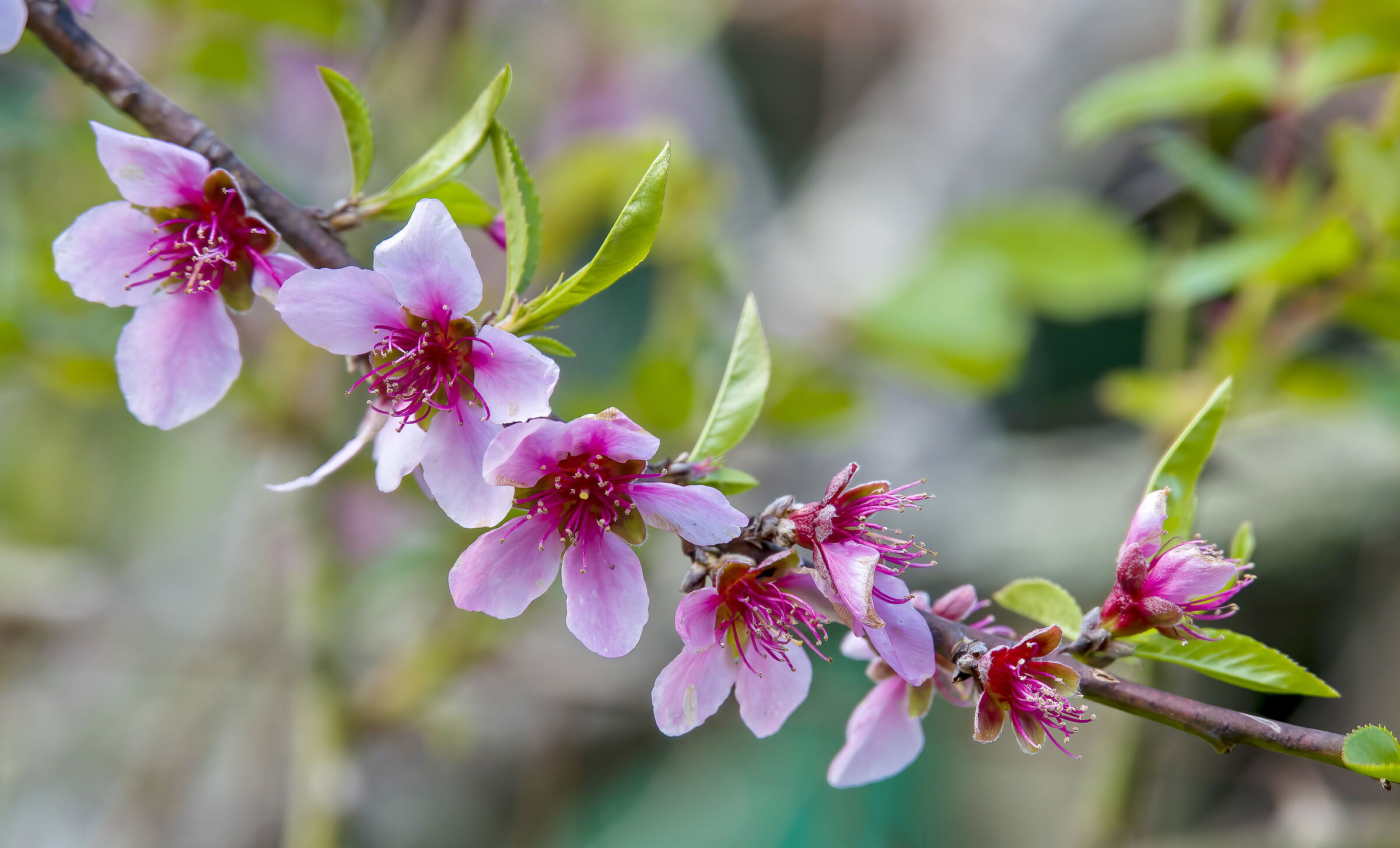 Fiori Rosa Fiori di Pesco