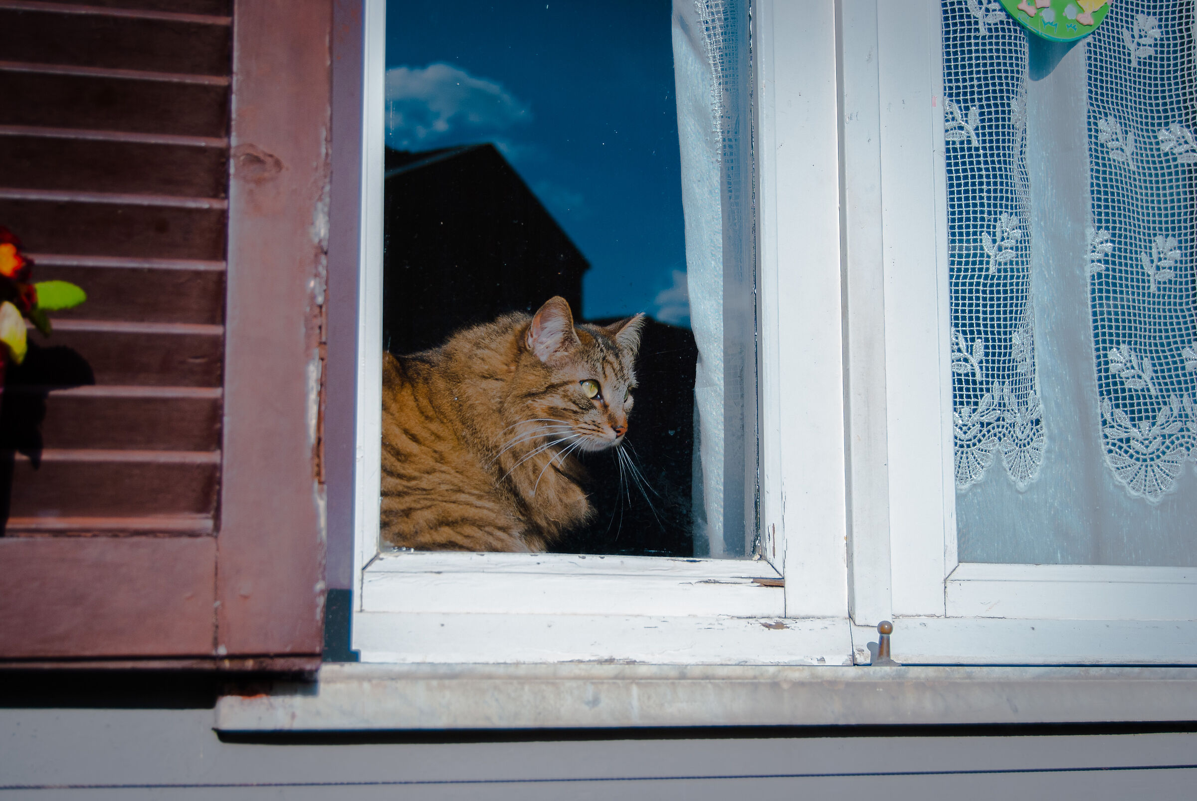 The cat at the window