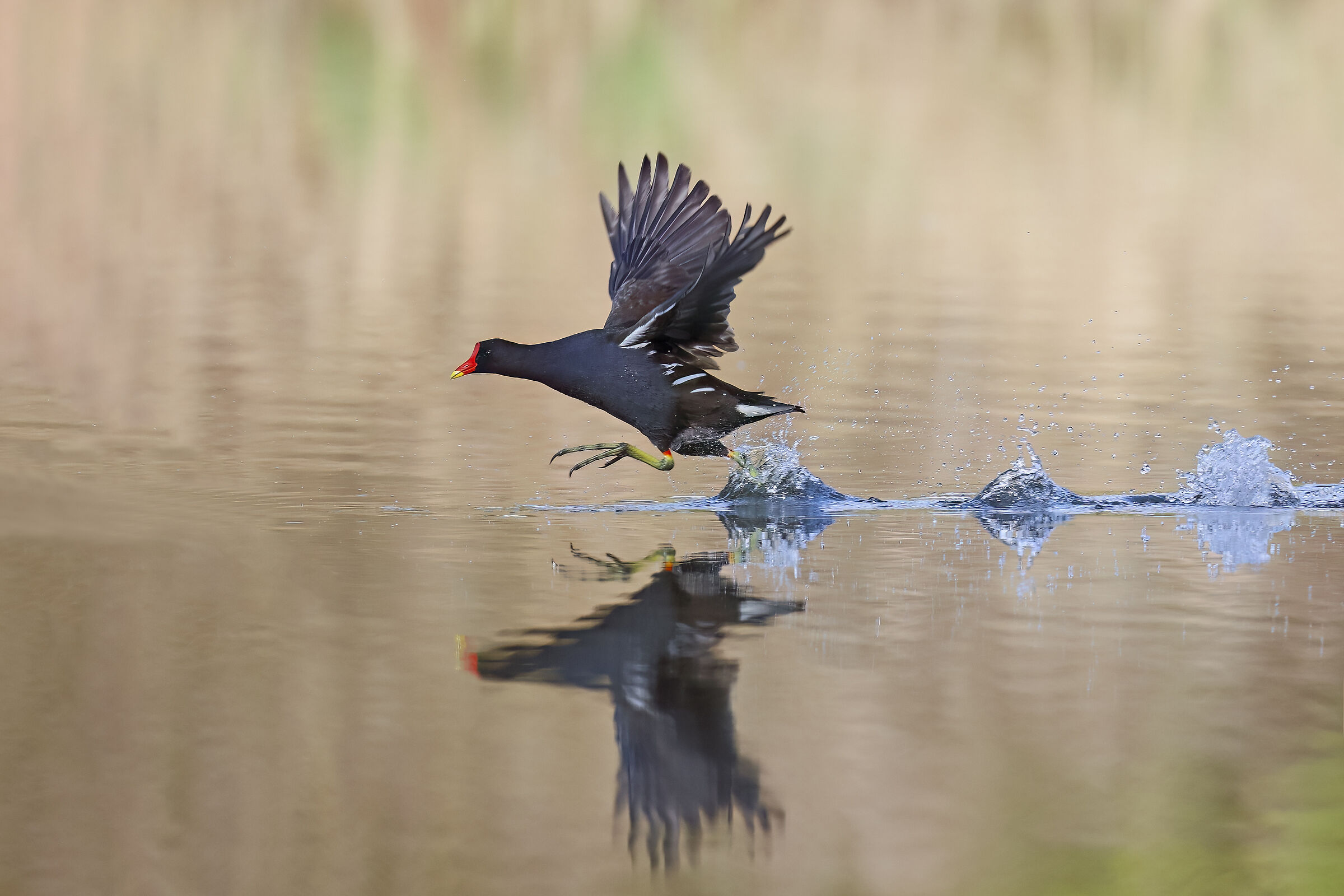 Gallinella on the run