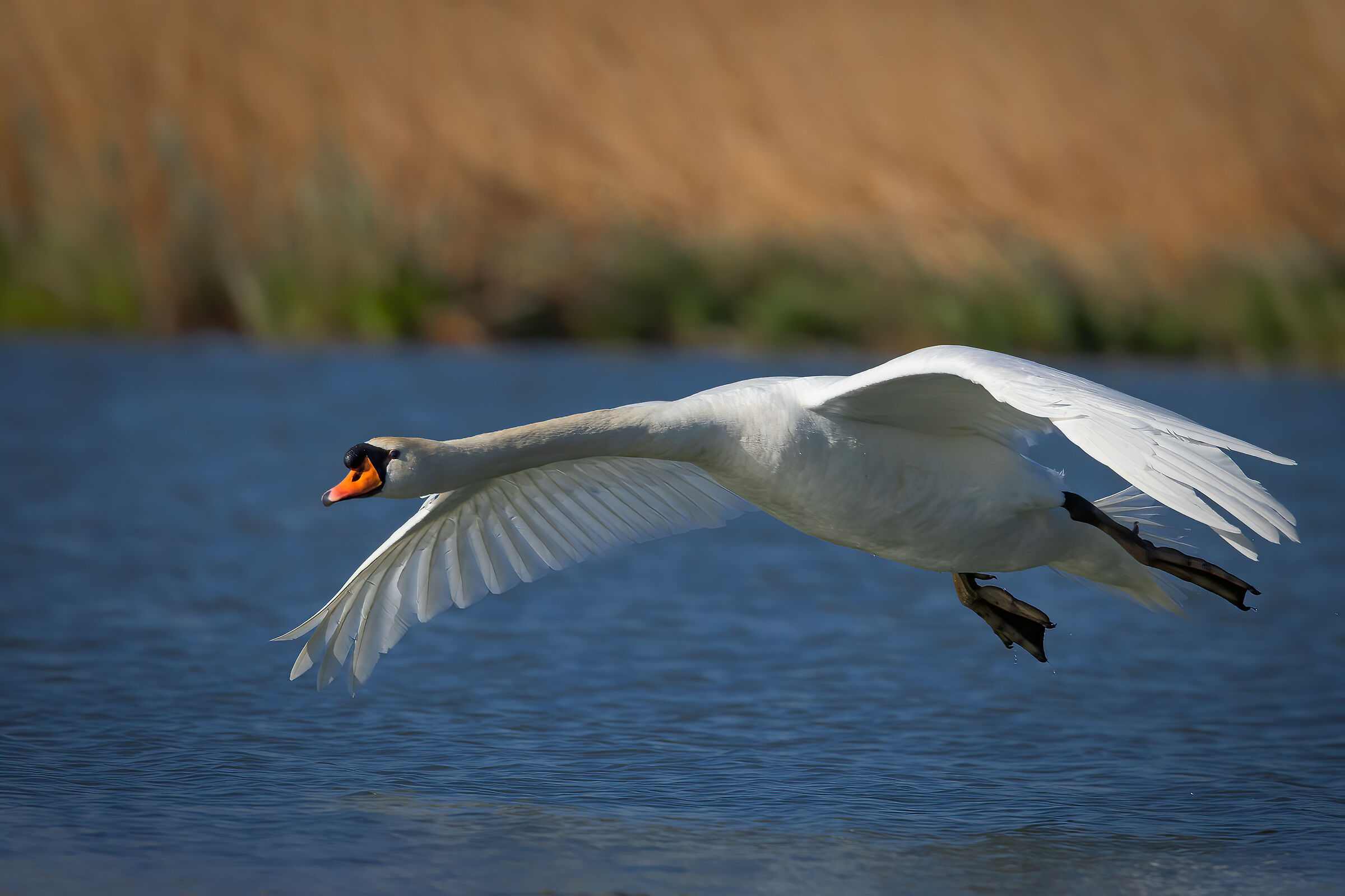 Incontri nel Parco del Mincio (mn)