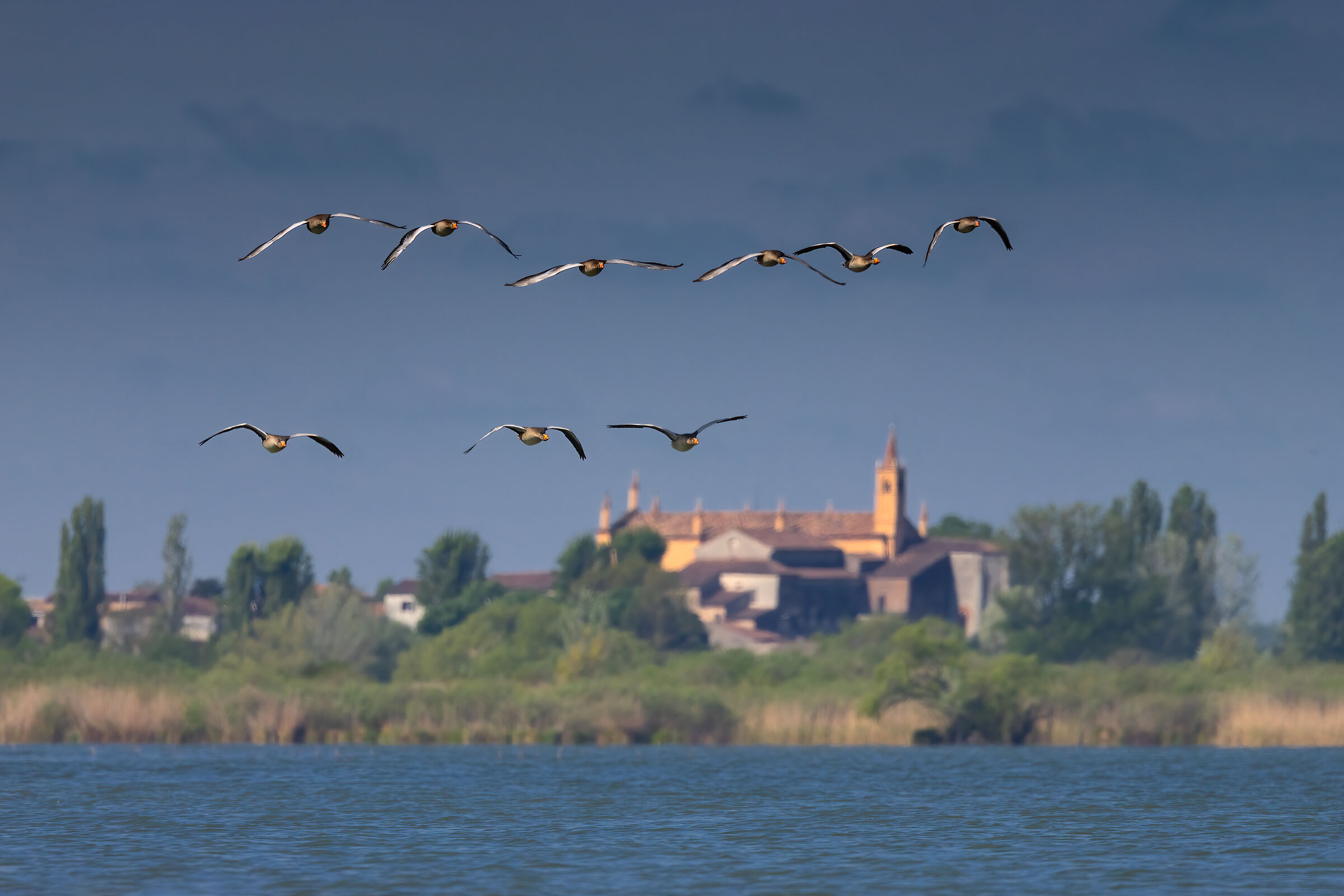 Stormo di Oche selvatiche