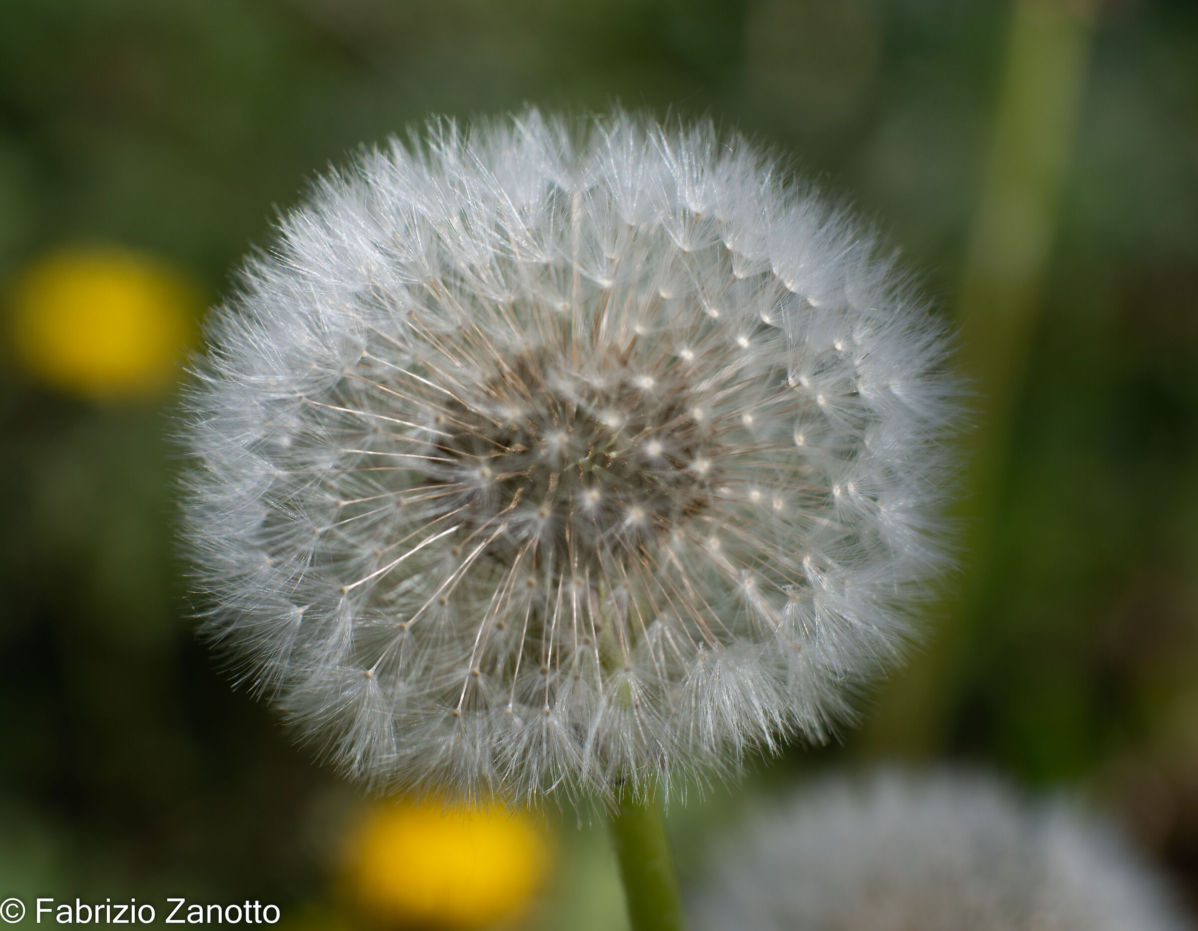 Dandelion