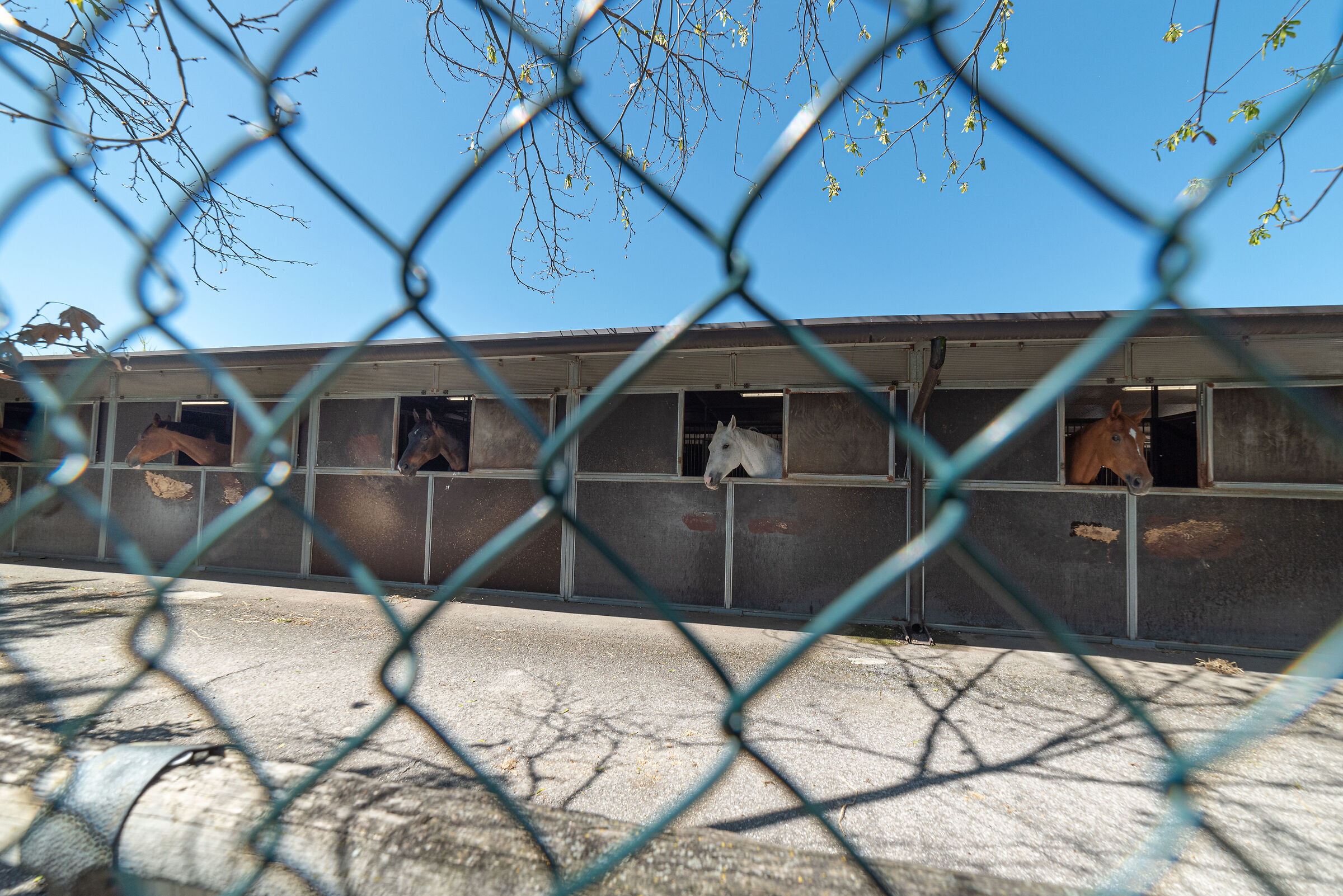 Horses