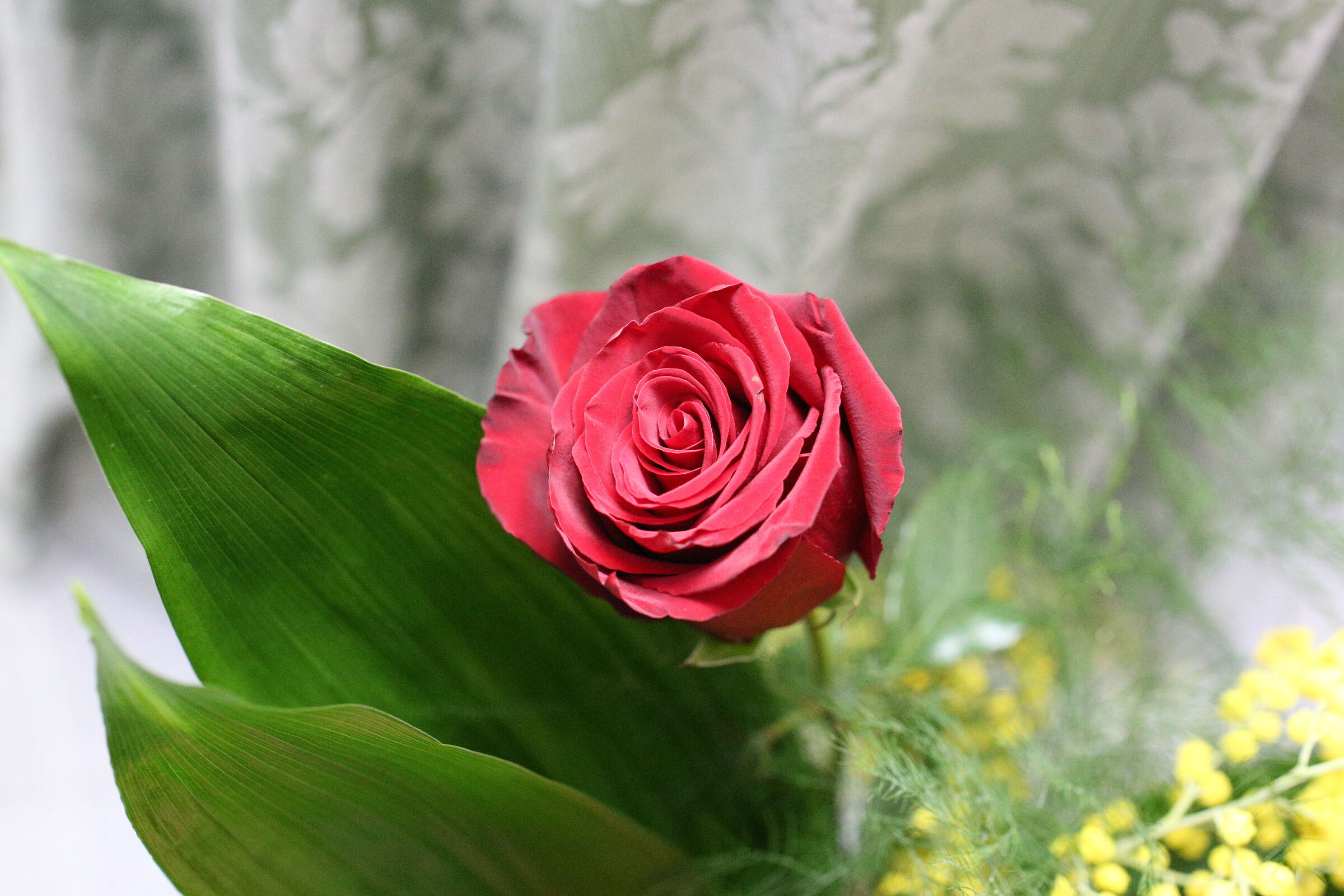 " ISO 12 Mila 800 ", Milvus Zeiss 50, 1.4 - Canon ...