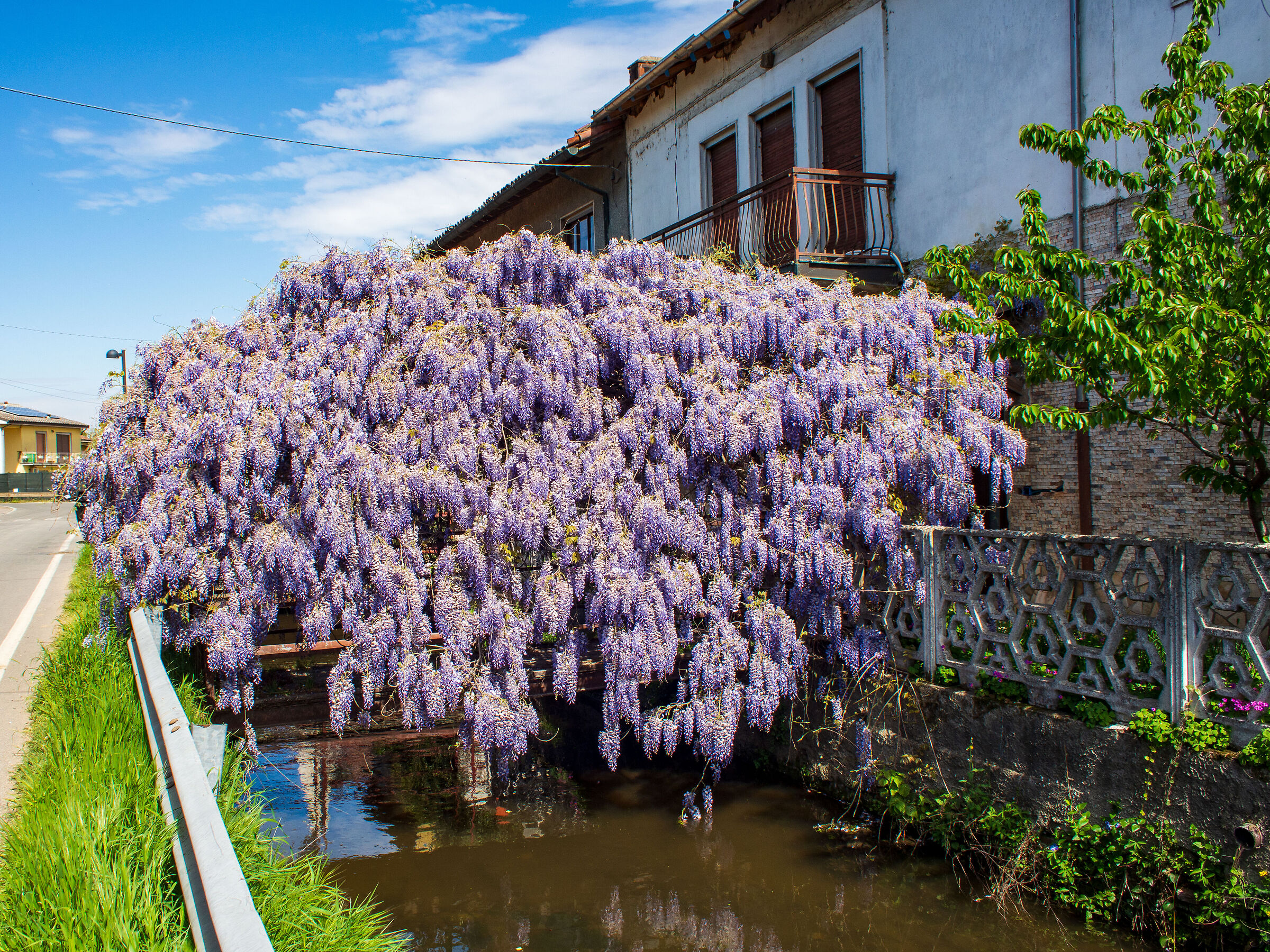 Wonderful wisteria
