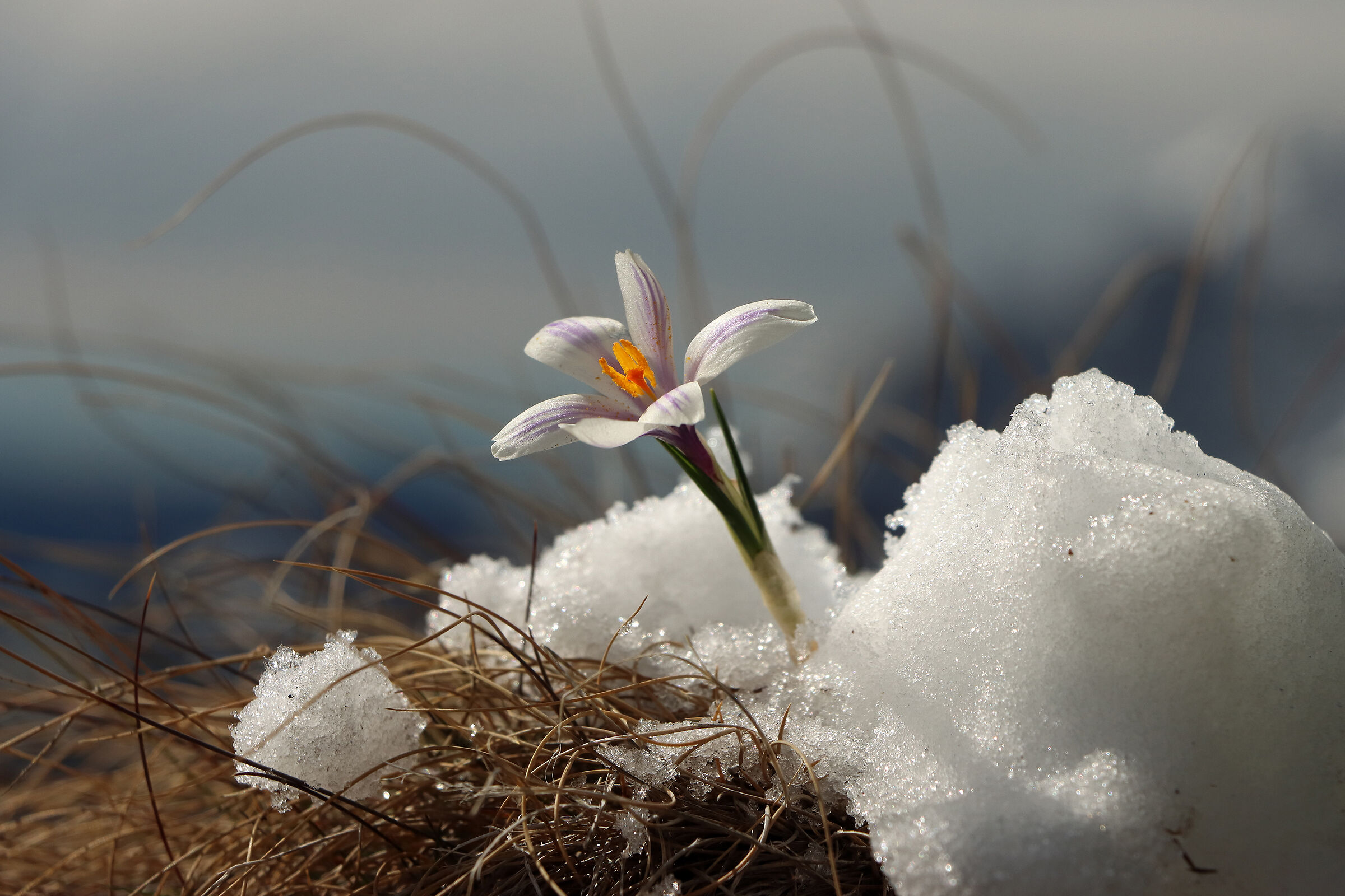 Spring at high altitude