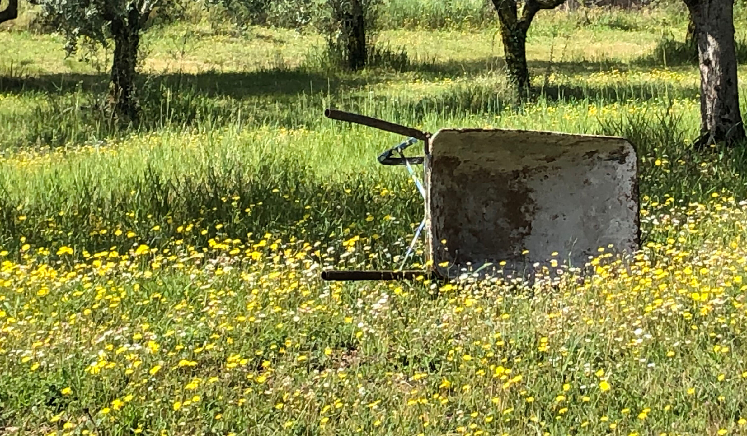 The wheelbarrow
