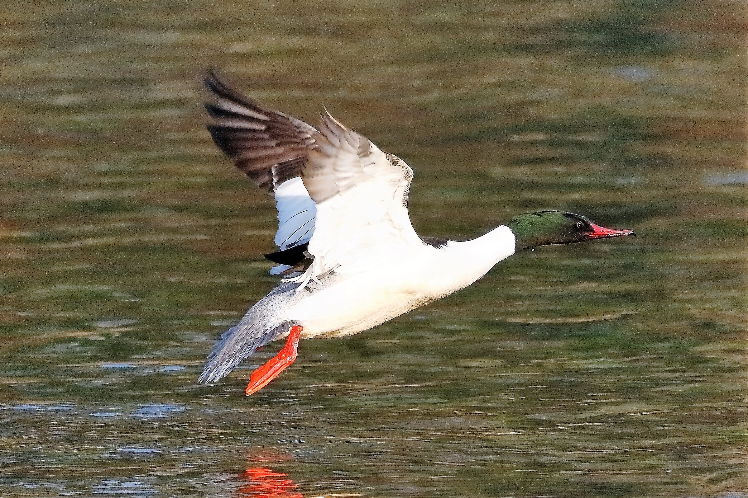 smergo M 17 febbraio 2023