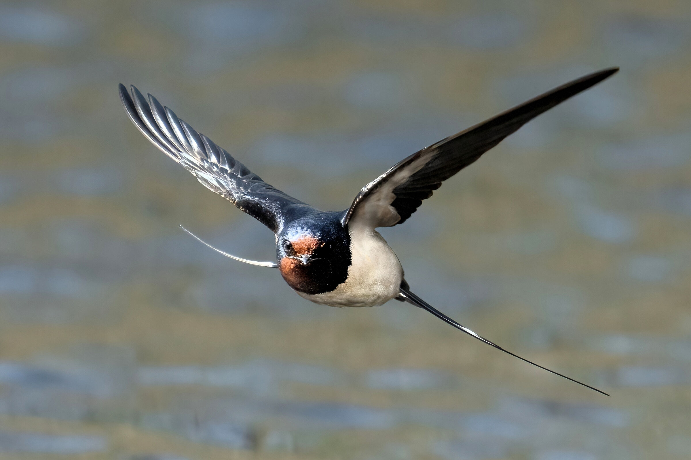 Guardiamoci bene negli occhi !!!....