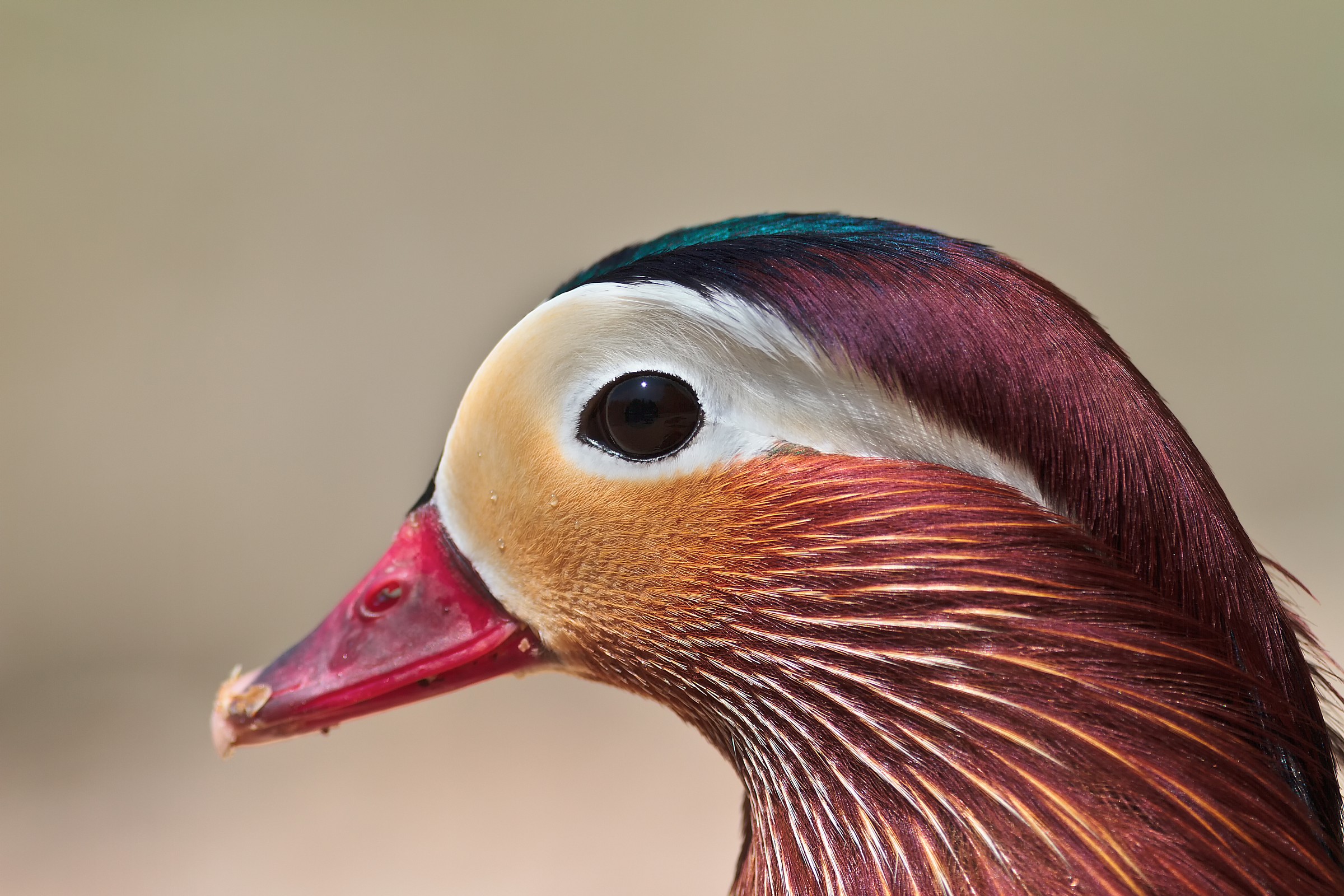 Anatra Mandarina - Fototessera